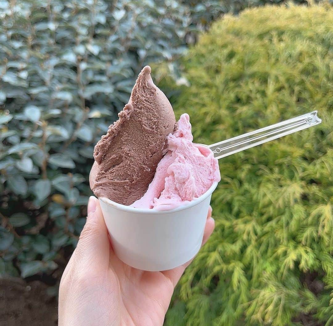 山邊歩夢のインスタグラム：「🍫🍦🍓 * * 千葉県の八千代にある "プチシャンテリー"さん * たくさん種類があって迷ったけど チョコといちご！ チョコは濃厚なうえに よーく見るとチョコチップが いらっしゃってチョコ好きには たまらんです！ そして いちごは口に入れたと同時に ふわっと香るしとにかく優しい！ 優しさの塊なん？ってなるくらい 口溶けも味も優しいです！ * 最後に…… ジェラートだから 溶け始めがやっぱりはやいから 負けないように食べきるんだよ〜 * * #千葉県グルメ #千葉県カフェ #千葉グルメ #千葉スイーツ #千葉スイーツ巡り #八千代グルメ #八千代カフェ #道の駅やちよ #道の駅 #プチシャンテリー #アイス #アイスクリーム #アイス部 #ジェラート #ジェラート屋さん #チョコ #いちご #いちごスイーツ #あゆログ」