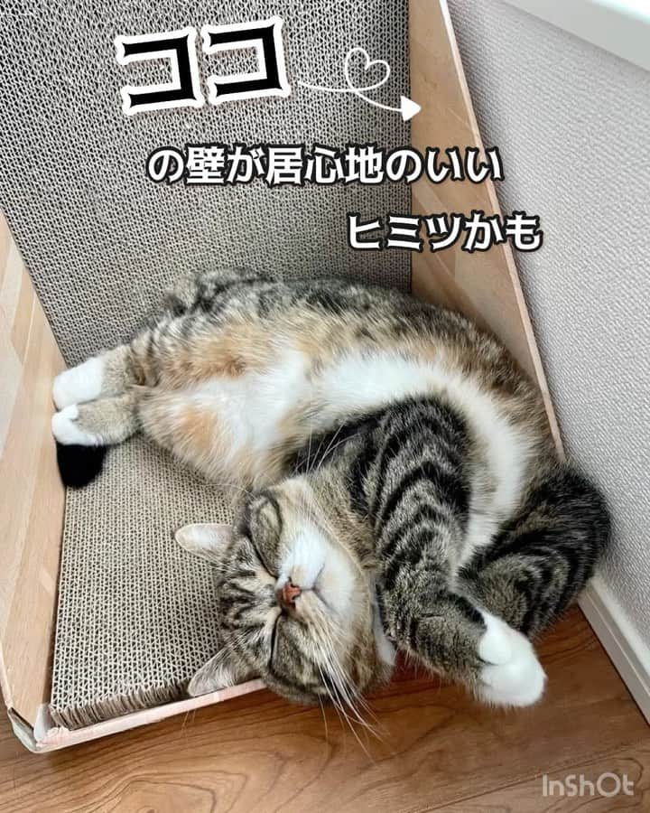 猫壱（ねこいち•ネコイチ）のインスタグラム