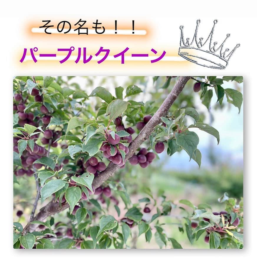 和歌山県食品流通課のインスタグラム：「『パープルクイーン』のご紹介‼️  皆さんは、紫色の梅をご存じですか？ 和歌山県の限られた地域のみで生産することのできる希少な小梅です。その「パープルクイーン」の収穫が今年も始まりました！  アントシアニンが他の梅より多く含まれているため、果皮が紫色になります。梅ジュースや梅酒にすると、ワインのような鮮やかな紅紫色になり、とても綺麗です🍷  梅ジュースは、梅と氷砂糖をビンに交互に詰めるだけ！ 梅酒は、梅と氷砂糖を詰めたビンに焼酎やブランデーなど、お好みのお酒を注ぐだけ🤭🥃  とても簡単に「梅しごと」ができますので、ぜひ挑戦してみてください♪  わかやま食の総合ポータルサイト「おいしく食べて和歌山モール」では、梅をはじめとする農産物や加工品など、県内の事業者が生産する商品をすぐにご購入いただけます🌟   #梅 #パープルクイーン #梅しごと #おいしく食べて和歌山モール  #なんて素敵な和歌山なんでしょう  #和歌山県 #wakayama  #insta_wakayama  #おいしい健康わかやま #tasty_healthy_wakayama」