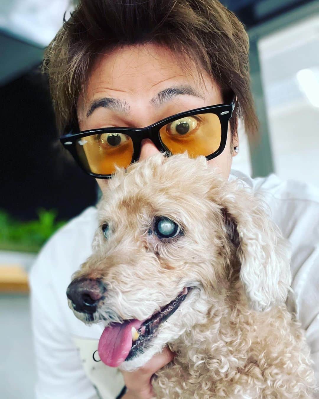 のインスタグラム：「コロさんとモンさんにまた言われました  モンさん　ホント！あいつしつこいな！ コロさん　ねー！ モコさん　またしつこくしちゃうけどね！  #まめころ #モンロー #mocomichihayami」