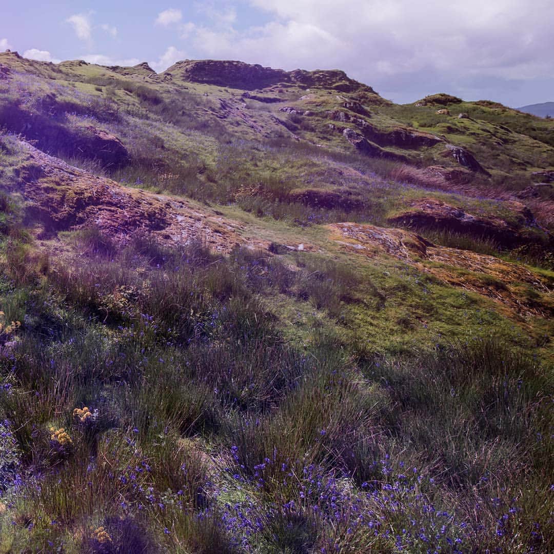 のインスタグラム：「Purple petals spilling across an untamed landscape, beckoning bees with their vivid colour. Experience the soft floral scent of Mallow On The Moor. Tap to make it yours. #ScentsOfBritain」