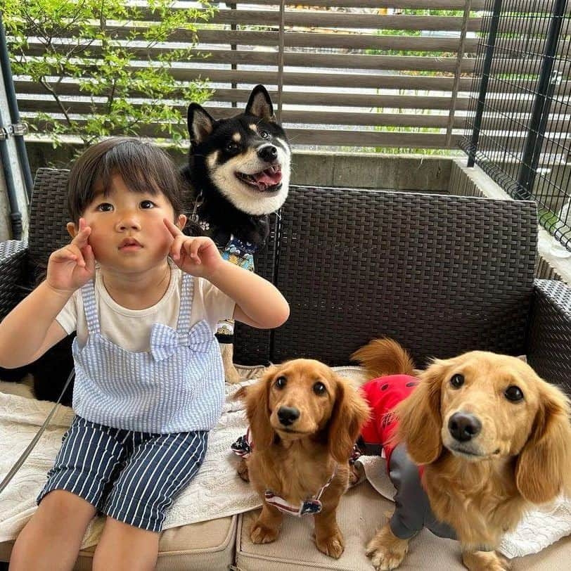 ピックさんのインスタグラム写真 - (ピックInstagram)「今日は、朝から雨も上がり 、 @cky_l_kuroshiba  黒柴エルくんと、華ちゃん、ママさんと 、 @anj_nagoya  #緑のパン工場アンジェイ 　さんに 、 到着するなり、私は、華ちゃんと追いかけっこ💨💨💨💨負けないぞー 、 子供の笑顔ってサイコーだねー😃😃😃 、 ピクは遊べ遊べ遊べ遊べ（笑）ってやかましくてごめんね🙏🙏 、 塩対応の、エルくんにも好き好き攻撃強め😂😂😂 、 華ちゃんの、帽子にサングラス🕶（笑）かわいすぎる! 、 華ちゃんの水遊びが🤭🤭 パワーアップして、お水が飛び出てきてびっくりして、私に抱きついてきて🤩なんか久しぶりにポニョポニョのお肌に💓 、 わんこに、子供に、ママトークに、モーニング、サイコーだった! ありがとうねー 、 時間制限が、されていたので、２時間でお店を後にして、お散歩にー🐶🐶🐶👧 、 続く 、 #テラスわんこok  #パン屋さん #名古屋市緑区  #パン好き  #黒柴  #犬友 #モーニング  #ダック部 #イッヌ #いぬバカ部 #pecoいぬ部 #peppyフォト部 #dachshundlove #doggy #dogstagram_japan #イヌスタグラム #いぬすたぐらむ #たんそく部 #いぬのいる暮らし #犬の居る生活 #miniaturedachshund #犬 #dog #todayswanko #pecoいぬ部 #lovedogs #犬好きな人と繋がりたい」5月30日 21時23分 - pick09040904