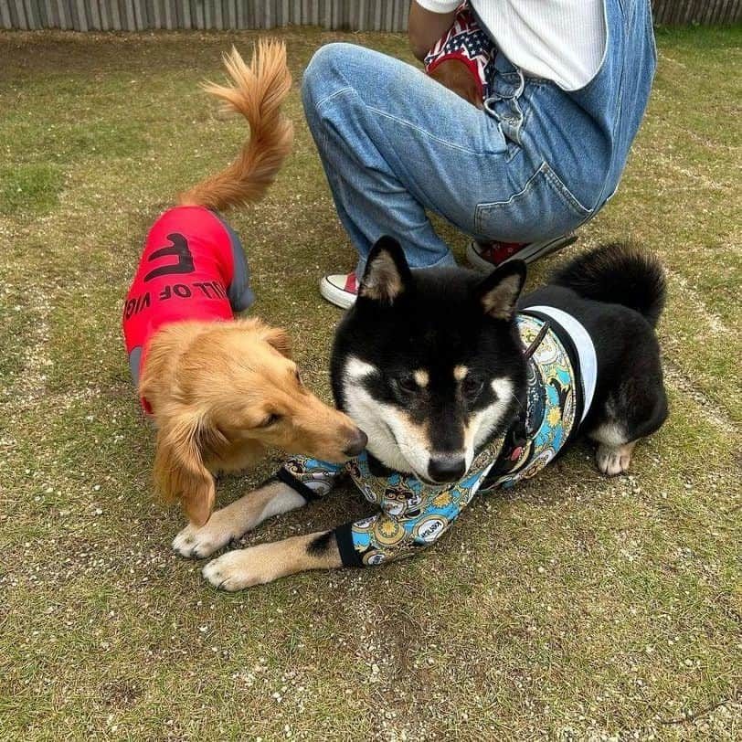 ピックさんのインスタグラム写真 - (ピックInstagram)「今日は、朝から雨も上がり 、 @cky_l_kuroshiba  黒柴エルくんと、華ちゃん、ママさんと 、 @anj_nagoya  #緑のパン工場アンジェイ 　さんに 、 到着するなり、私は、華ちゃんと追いかけっこ💨💨💨💨負けないぞー 、 子供の笑顔ってサイコーだねー😃😃😃 、 ピクは遊べ遊べ遊べ遊べ（笑）ってやかましくてごめんね🙏🙏 、 塩対応の、エルくんにも好き好き攻撃強め😂😂😂 、 華ちゃんの、帽子にサングラス🕶（笑）かわいすぎる! 、 華ちゃんの水遊びが🤭🤭 パワーアップして、お水が飛び出てきてびっくりして、私に抱きついてきて🤩なんか久しぶりにポニョポニョのお肌に💓 、 わんこに、子供に、ママトークに、モーニング、サイコーだった! ありがとうねー 、 時間制限が、されていたので、２時間でお店を後にして、お散歩にー🐶🐶🐶👧 、 続く 、 #テラスわんこok  #パン屋さん #名古屋市緑区  #パン好き  #黒柴  #犬友 #モーニング  #ダック部 #イッヌ #いぬバカ部 #pecoいぬ部 #peppyフォト部 #dachshundlove #doggy #dogstagram_japan #イヌスタグラム #いぬすたぐらむ #たんそく部 #いぬのいる暮らし #犬の居る生活 #miniaturedachshund #犬 #dog #todayswanko #pecoいぬ部 #lovedogs #犬好きな人と繋がりたい」5月30日 21時23分 - pick09040904