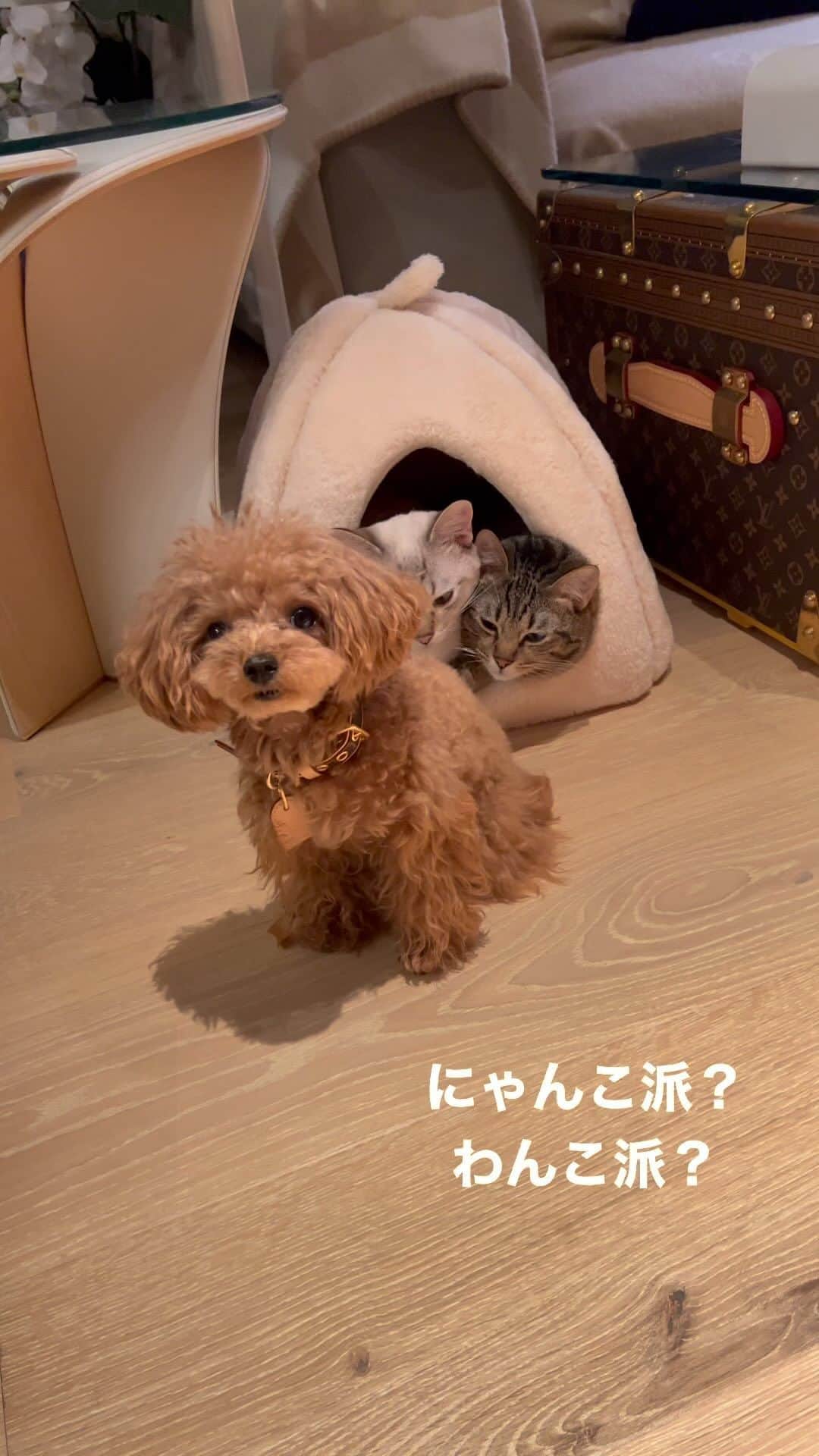 松浦勝人のインスタグラム：「にゃんこ派？ わんこ派？　  #ねこ #犬 #dog #cats #maxmatsuura」