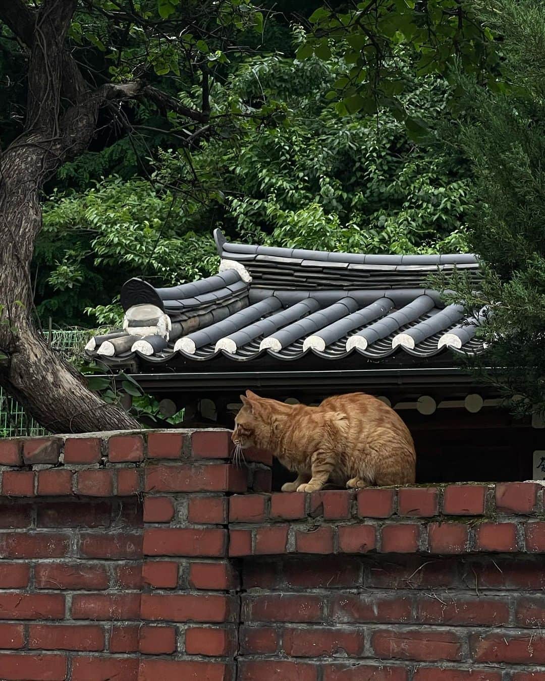 nanaのインスタグラム：「서울과 호주 사이.」