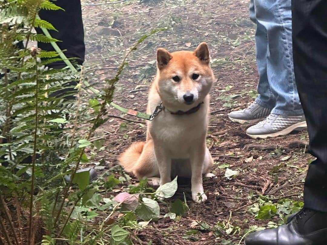 矢田亜希子さんのインスタグラム写真 - (矢田亜希子Instagram)「たくさん走ったり1日頑張ったのこちゃん！ 四枚目ののこちゃん、私がグミを食べていたら見られてた😆🥱可愛すぎる💦😍 #ドラマ#ドラマロケ#柴犬#のこちゃん#癒し#何のドラマかはお楽しみにしていてください」5月30日 21時57分 - akiko_yada