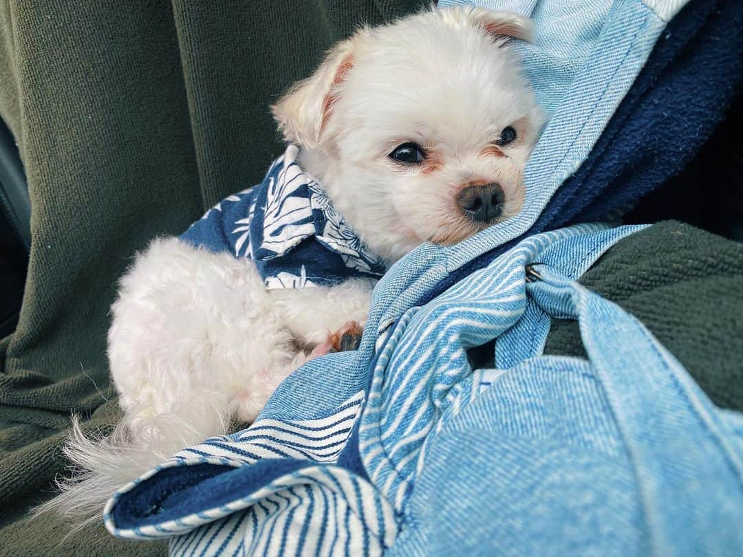 はなざわあさこさんのインスタグラム写真 - (はなざわあさこInstagram)「カワイ🐶💙 #maltese #dogstagram #malteselovers #chilling #lazymaltese #マルチーズ #relaxing」5月30日 22時14分 - asakohanazawa