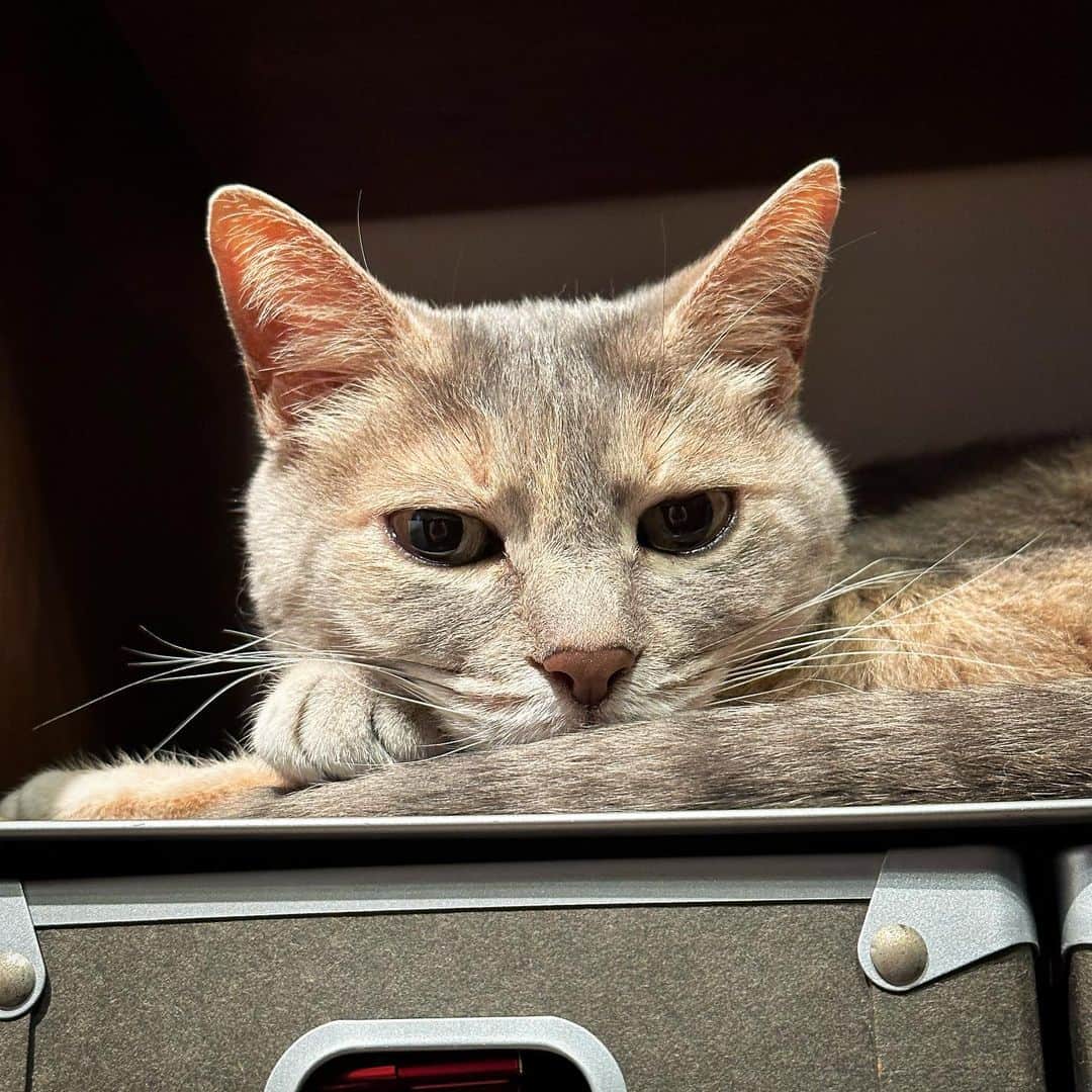 モアレ & クリエさんのインスタグラム写真 - (モアレ & クリエInstagram)「棚に収まるクリエ  #モアクリ #moacrie #ねこ #猫 #cat #catsagram #ねこすたぐらむ #にゃんすたぐらむ #猫のいる暮らし #ねこのいる生活」5月30日 22時14分 - moacrie