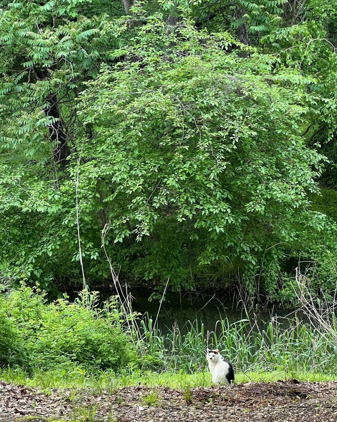 キム・ユネさんのインスタグラム写真 - (キム・ユネInstagram)「🌲🌳🍃🐈‍⬛🏃🏻‍♀️」5月30日 22時21分 - kimyoonhye_