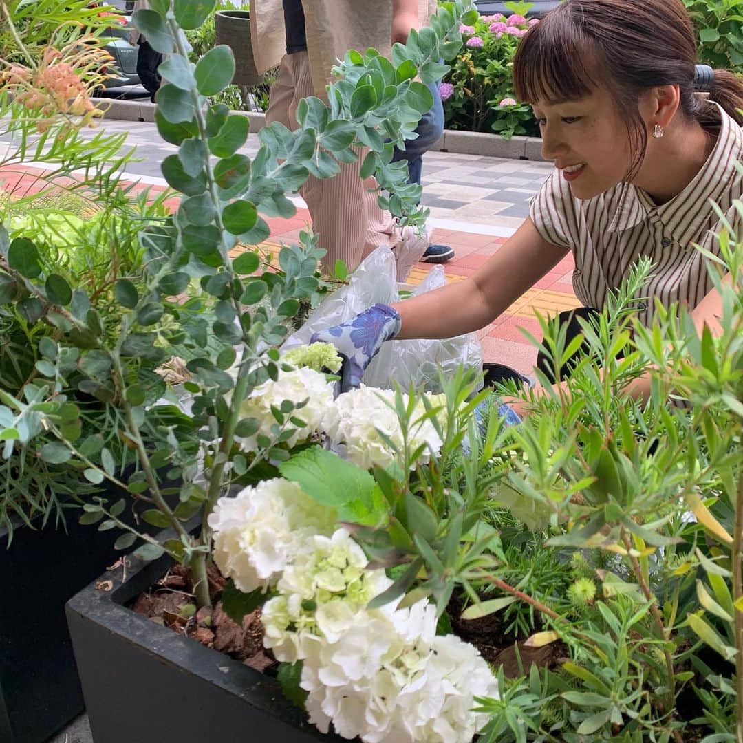 のインスタグラム：「雨予報だったけど、なんとなくお天気がもった今日は、ザスクエアホテル銀座　@thesquarehotel_ginza さんへ。 春先から担当している花壇に紫陽花を植え込んできました。 テラス席のイエローのテーブルとチェアにあうようなライムグリーンの紫陽花たち。  春先に植えて成長してくれたグリーンたちも大切にして、植え付けしていきました。剪定した枝はドライフラワーに。花壇から抜いた苗は、鉢に植え替えてまだまだ成長してもらえるようにお引越し。 本当にどうしてもポット植えきれなくて持ち帰った少し分は、自宅の庭の空きスペースに植えてみました。夕飯支度しながら、えっさほいさと庭仕事😅 花のお仕事をしていきながら、刹那的に用が済んだら終わりにしないで、できる限り大切に最後まで。  そして、期間中は、バタフライピーのハーブティーがホテル1階のカフェで楽しめるそう。 お近くの方はぜひ覗きにきてくださいね！」