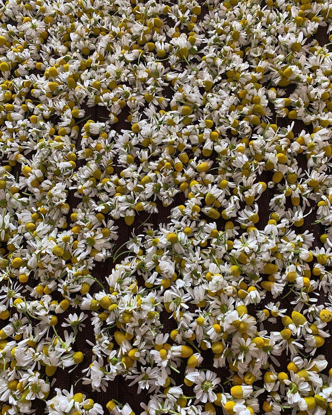 スタナ・カティックさんのインスタグラム写真 - (スタナ・カティックInstagram)「Harvest chamomile ☑️  #FlowerPower #ChamomileChamomileChamomile #TeaAnyone ? #WhenYourToDosAreDone」5月30日 22時35分 - drstanakatic