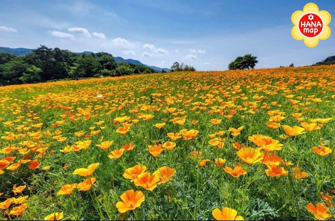 はなまっぷ❁日本の花風景さんのインスタグラム写真 - (はなまっぷ❁日本の花風景Instagram)「🌸はなまっぷ🌸 * @aira_photosさんの 花のある風景に花まるを💮 * 青空の下で鮮やかに咲く一面のハナビシソウをありがとうございます😊🌸 * #埼玉　#花の里ハナビシソウ園 Nagatoro, Saitama Pref. * 🌼ポピーの花言葉📝🌼 いたわり、恋の予感 * ※見頃が過ぎている花、終わっている花もご紹介させていただいています。 * 🌸•••🌸•••🌸•••🌸•••🌸•••🌸 * いつも素敵なお花をありがとうございます😊 #はなまっぷ #日本の美しい花風景#花のある風景#花#花言葉#花畑#ハナビシソウ#長瀞#ポピー#青空 * 🌸••••••お知らせ••••••🌸 * 花風景検索サイト　はなまっぷ https://hanamap.com 🔍「はなまっぷ」または @hanamap プロフィール欄から ぜひご覧ください * 📖🌸📖🌸📖🌸📖🌸📖 四季の花々を訪ねていきたい にっぽんの花地図 好評発売中📘 📖🌸📖🌸📖🌸📖🌸📖」5月30日 22時51分 - hanamap