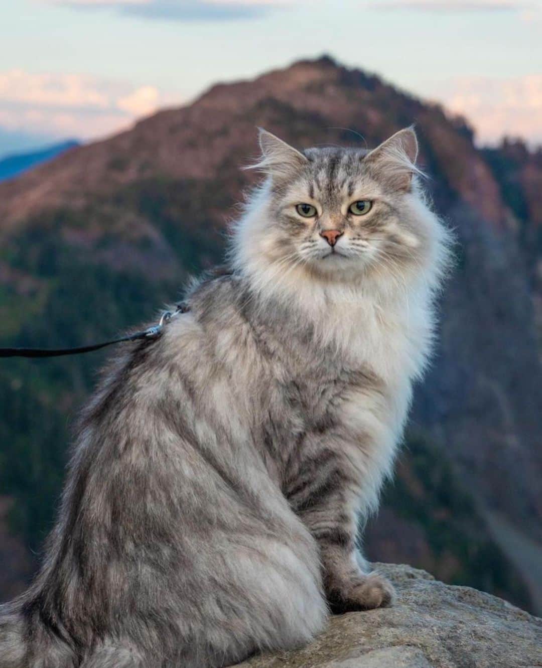 Bolt and Keelさんのインスタグラム写真 - (Bolt and KeelInstagram)「The meowtains are calling and I must go 🏔️  @adventrapets ➡️ @siberian_reinhardt  —————————————————— Follow @adventrapets to meet cute, brave and inspiring adventure pets from all over the world! 🌲🐶🐱🌲  • TAG US IN YOUR POSTS to get your little adventurer featured! #adventrapets ——————————————————」5月30日 23時17分 - adventrapets
