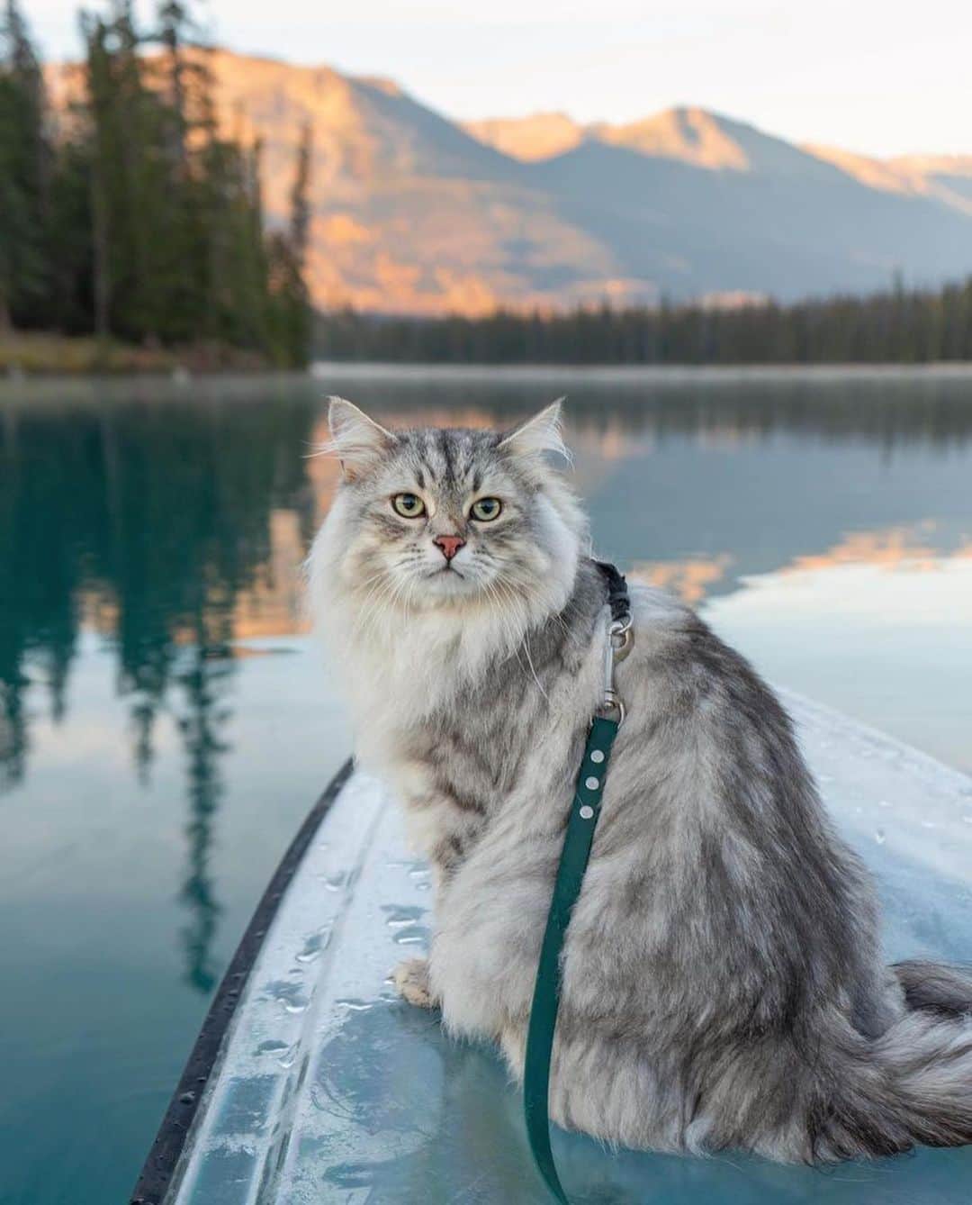 Bolt and Keelさんのインスタグラム写真 - (Bolt and KeelInstagram)「The meowtains are calling and I must go 🏔️  @adventrapets ➡️ @siberian_reinhardt  —————————————————— Follow @adventrapets to meet cute, brave and inspiring adventure pets from all over the world! 🌲🐶🐱🌲  • TAG US IN YOUR POSTS to get your little adventurer featured! #adventrapets ——————————————————」5月30日 23時17分 - adventrapets