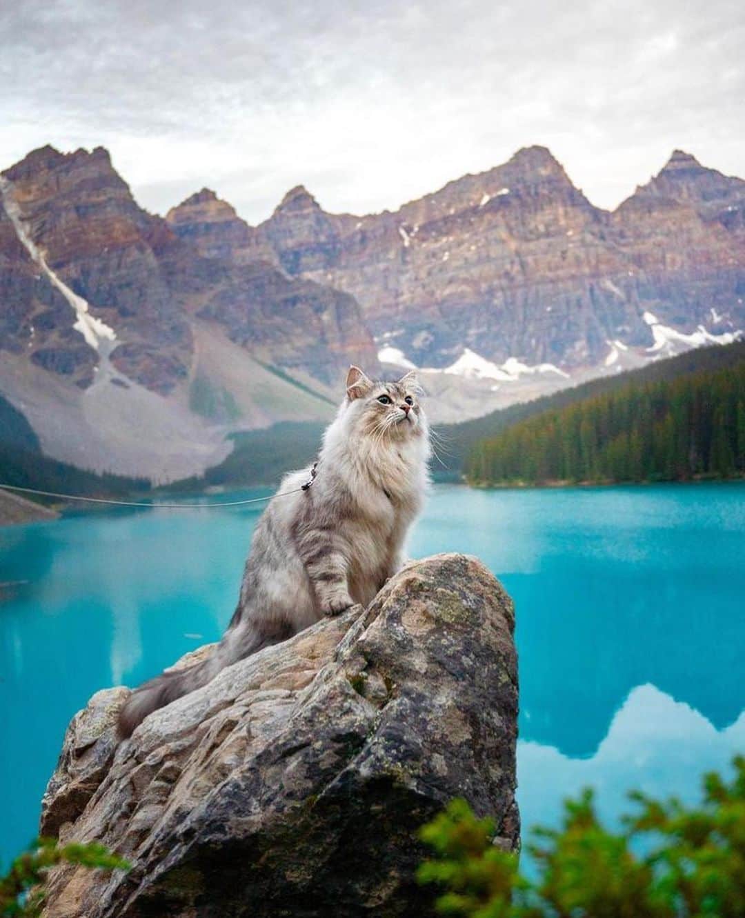 Bolt and Keelのインスタグラム：「The meowtains are calling and I must go 🏔️  @adventrapets ➡️ @siberian_reinhardt  —————————————————— Follow @adventrapets to meet cute, brave and inspiring adventure pets from all over the world! 🌲🐶🐱🌲  • TAG US IN YOUR POSTS to get your little adventurer featured! #adventrapets ——————————————————」
