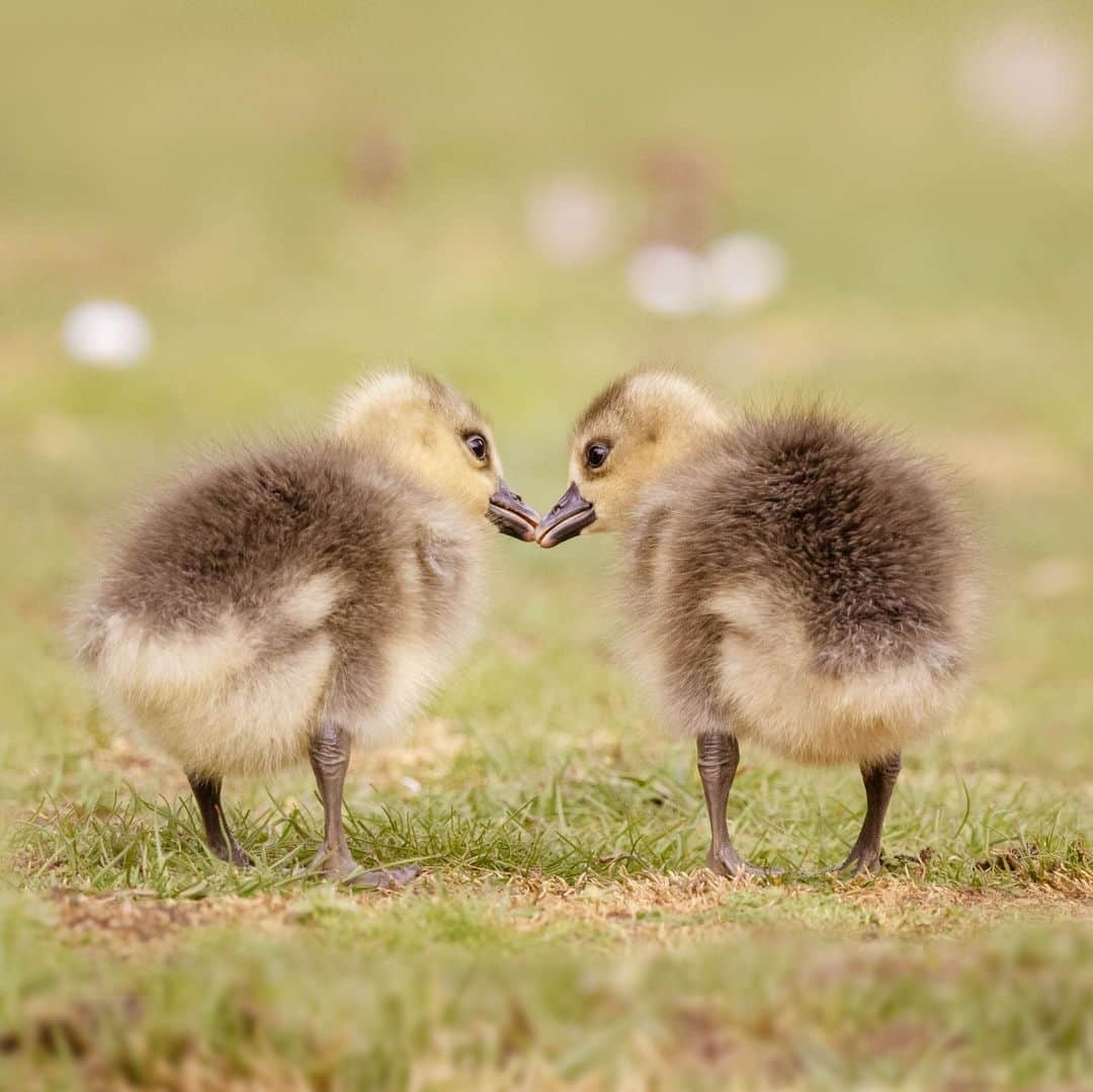 Canon UKのインスタグラム：「Just two fluffy siblings showing some affection 💛  @bowersvic captured this adorable moment between two goslings while venturing through the Royal Society for the Protection of Birds Conservation in Bedfordshire.  📷 by @bowersvic  Camera: EOS R5 Lens: RF 100-500mm F4.5-7.1L IS USM Shutter Speed: 1/1000, Aperture: F/7.1, ISO 1600  #canonuk #mycanon #canon_photography #liveforthestory」