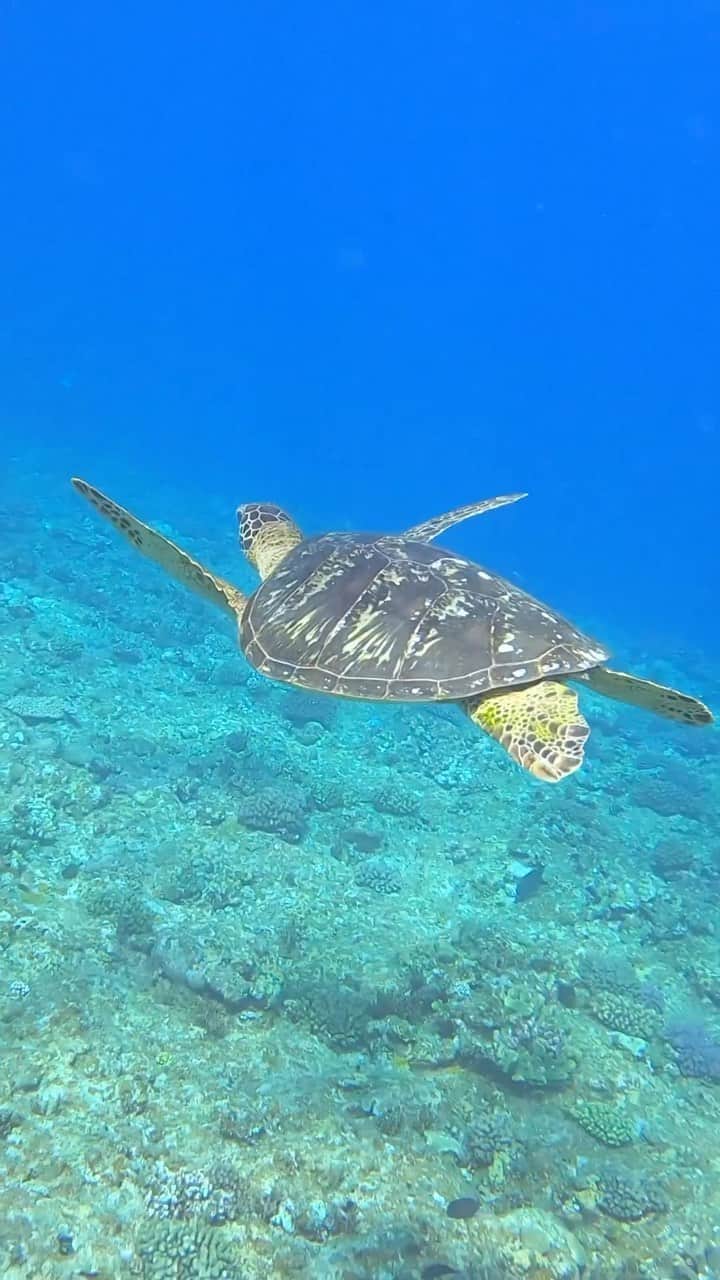 HAIMURUBUSHI はいむるぶしのインスタグラム