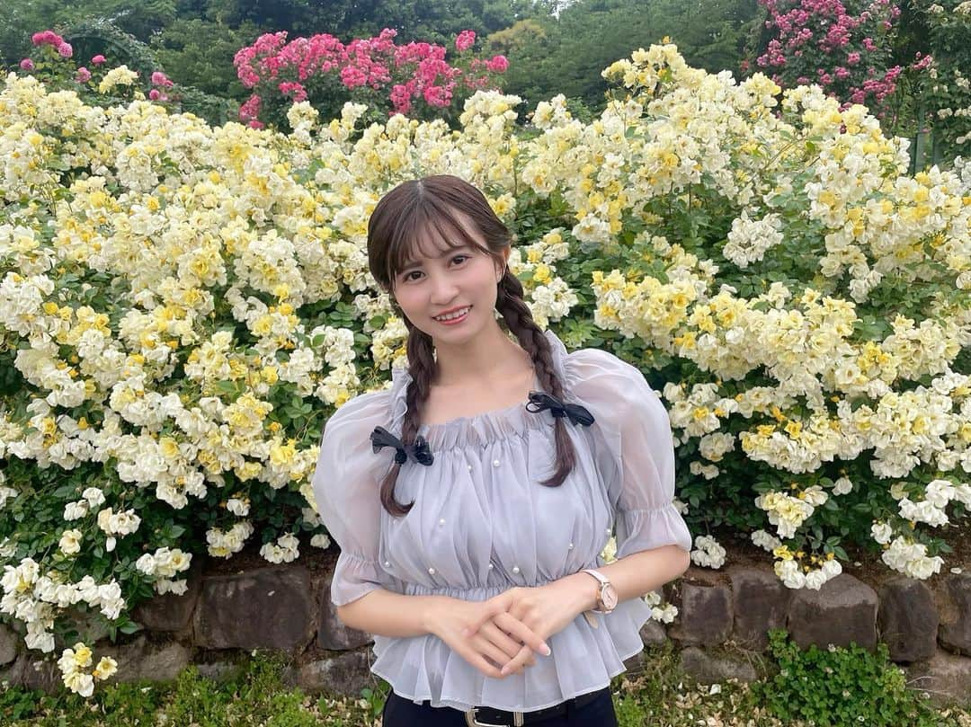 金澤有希さんのインスタグラム写真 - (金澤有希Instagram)「千葉は、第二の故郷です🫶🏻  #京成バラ園 #バラ園」5月30日 23時53分 - yuuki_kanazawa0501