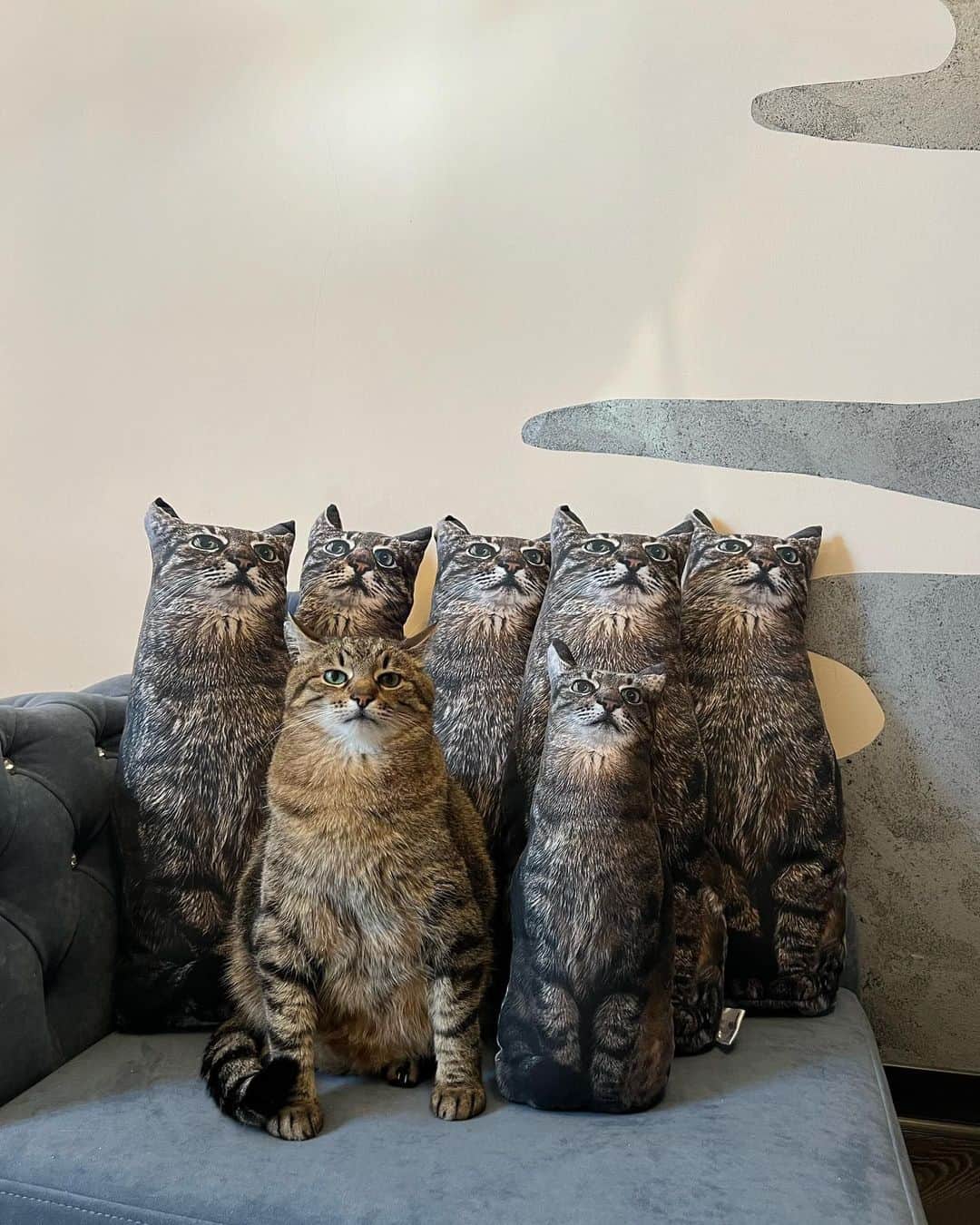 のインスタグラム：「Which one is the real one?  @loveyoustepan.merch   #meowed #cutecat #cat #loveyoustepan #ninja #youcan'tseeme」
