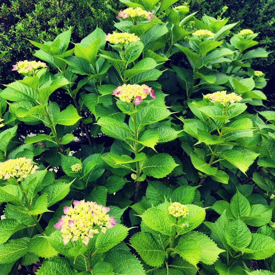O-JIROのインスタグラム：「紫陽花。割とすきだな。」
