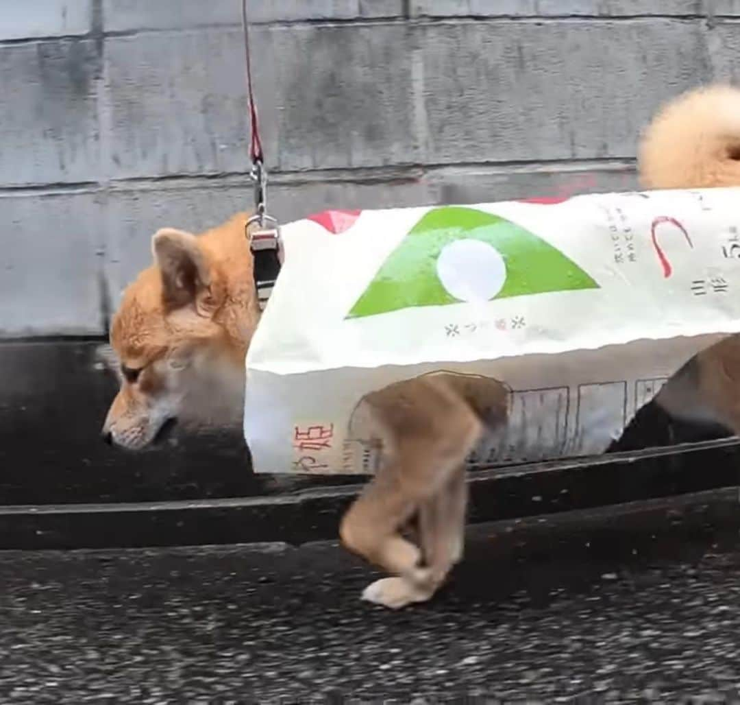 柴犬小春さんのインスタグラム写真 - (柴犬小春Instagram)「山形県産つや姫でレインコート作りました。 なんか梅雨の楽しみ方見つけた気がする☔️ #shiba #raincoat #rice #つや姫」5月31日 9時43分 - kohachannel