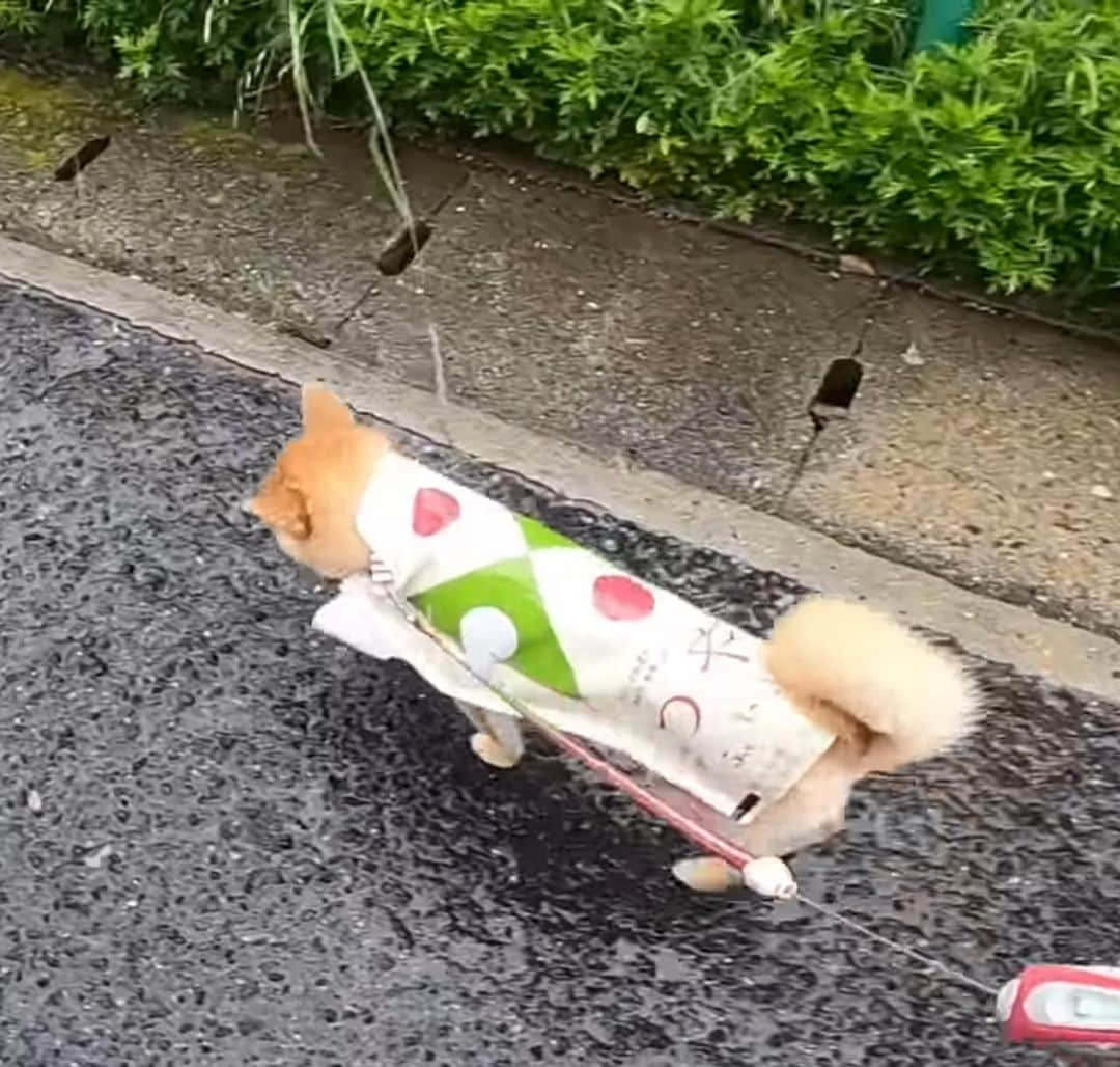 柴犬小春のインスタグラム：「山形県産つや姫でレインコート作りました。 なんか梅雨の楽しみ方見つけた気がする☔️ #shiba #raincoat #rice #つや姫」