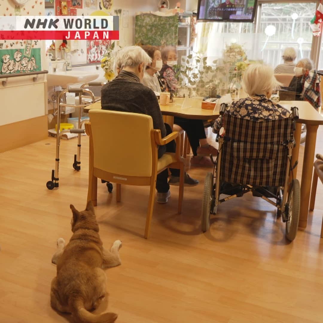 NHK「WORLD-JAPAN」さんのインスタグラム写真 - (NHK「WORLD-JAPAN」Instagram)「Nozawa Fujiko is 95, her dog Mick is 10. 💕 They live in a nursing home where dogs and the elderly reside together. 👵🐶👴 Swipe to meet Bunpuku - a rescue dog who came to live in the home ten years ago. 🐕 He is a sensitive soul who can sense when the end is near for his resident friends.🫶 . 👉Watch｜NHK WORLD PRIME: End-of-Life Guardians｜Free On Demand｜NHK WORLD-JAPAN website.👀 . 👉Follow the link in our bio for more on the latest from Japan. . 👉If we’re on your Favorites list you won’t miss a post. . . #inu #犬  #dog #japanesedog #cutedog #kawaiidog #sensitivedog #gooddog #lovelydog #pooch #dogstagram #endoflife #eldercare #japanesedocumentary #nhkworldjapan #nhkdocumentary #japan」6月1日 6時00分 - nhkworldjapan