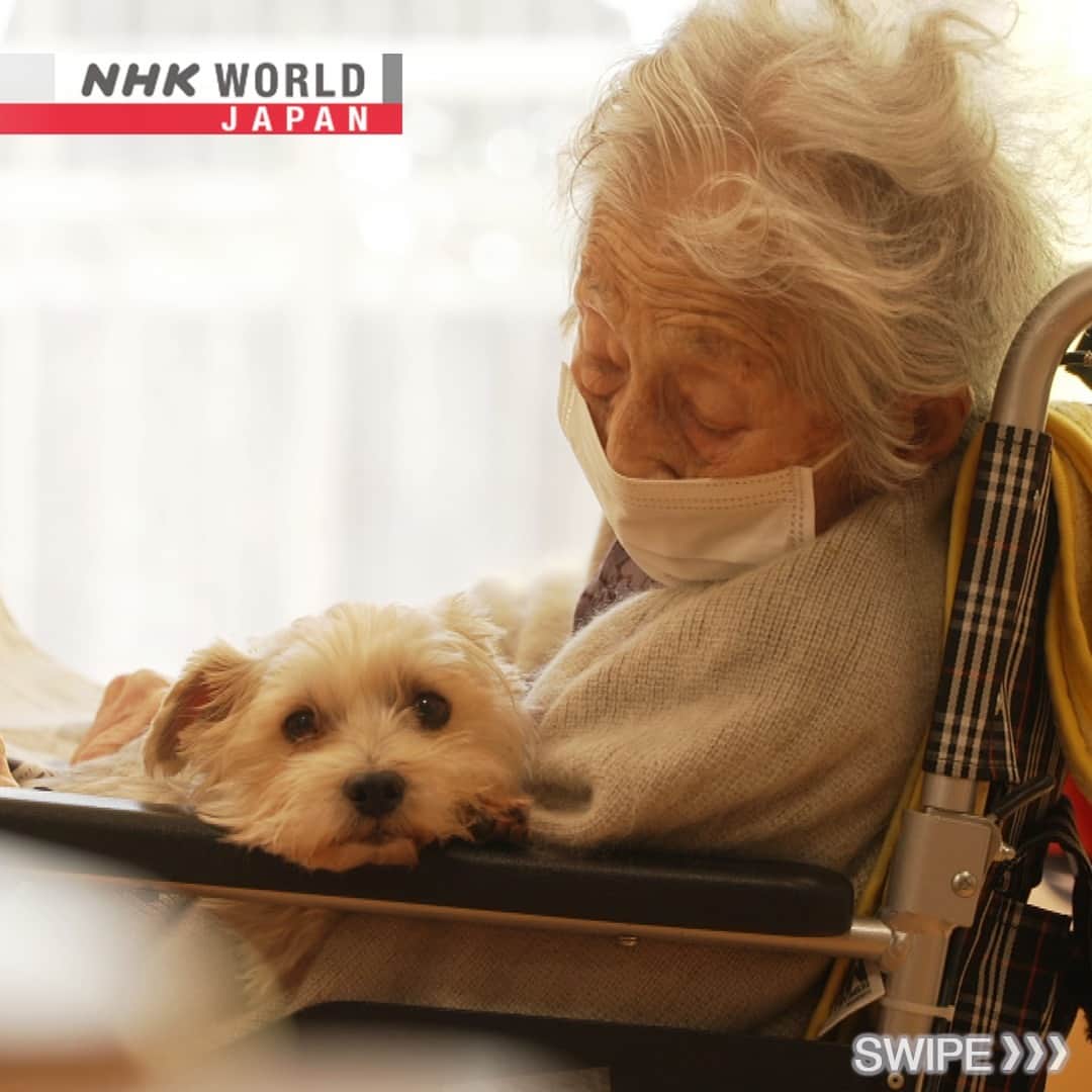 NHK「WORLD-JAPAN」さんのインスタグラム写真 - (NHK「WORLD-JAPAN」Instagram)「Nozawa Fujiko is 95, her dog Mick is 10. 💕 They live in a nursing home where dogs and the elderly reside together. 👵🐶👴 Swipe to meet Bunpuku - a rescue dog who came to live in the home ten years ago. 🐕 He is a sensitive soul who can sense when the end is near for his resident friends.🫶 . 👉Watch｜NHK WORLD PRIME: End-of-Life Guardians｜Free On Demand｜NHK WORLD-JAPAN website.👀 . 👉Follow the link in our bio for more on the latest from Japan. . 👉If we’re on your Favorites list you won’t miss a post. . . #inu #犬  #dog #japanesedog #cutedog #kawaiidog #sensitivedog #gooddog #lovelydog #pooch #dogstagram #endoflife #eldercare #japanesedocumentary #nhkworldjapan #nhkdocumentary #japan」6月1日 6時00分 - nhkworldjapan