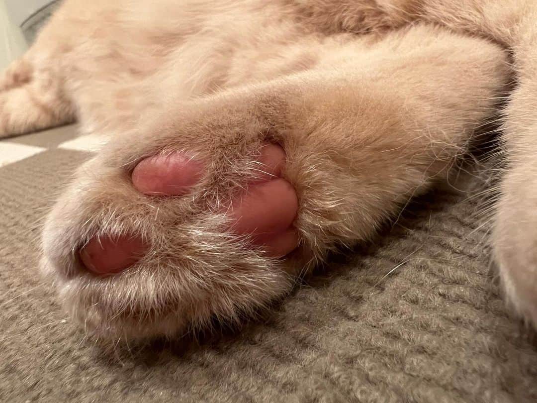 赤西涼のインスタグラム：「おはぷに🐱 浅草ロック座11日目もよろしくお願いします🥰」