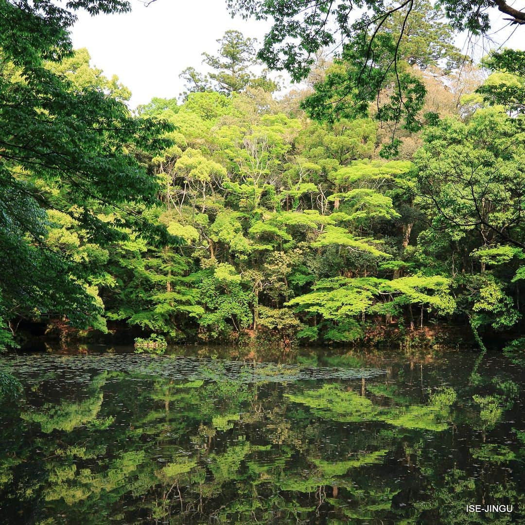 伊勢神宮のインスタグラム：「#伊勢神宮 #神宮 #神社 #心のふるさと #内宮 #御池 #水鏡 #isejingu #jingu #soul_of_japan #japan #jinja #shinto #naiku #pond #reflection」