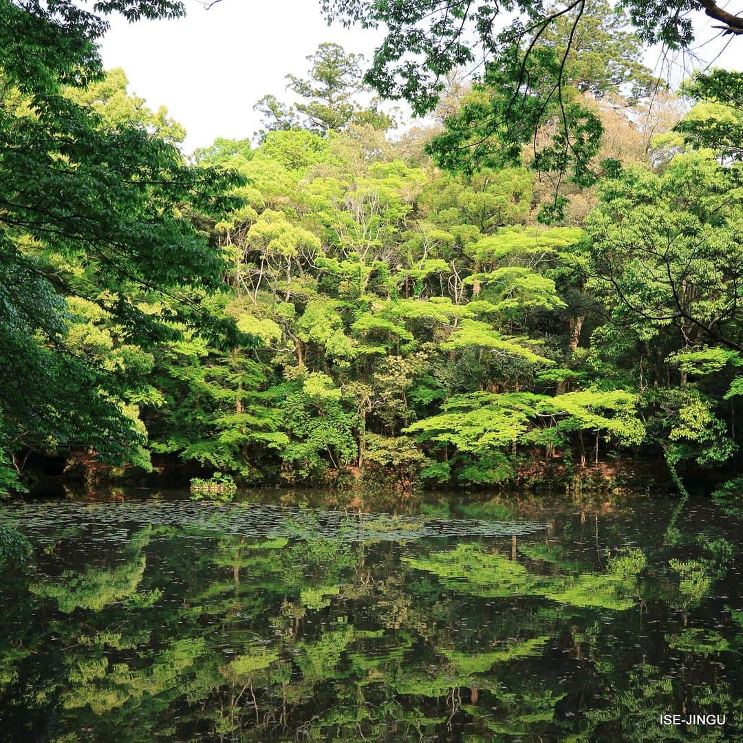 伊勢神宮さんのインスタグラム写真 - (伊勢神宮Instagram)「#伊勢神宮 #神宮 #神社 #心のふるさと #内宮 #御池 #水鏡 #isejingu #jingu #soul_of_japan #japan #jinja #shinto #naiku #pond #reflection」5月31日 11時00分 - isejingu.official