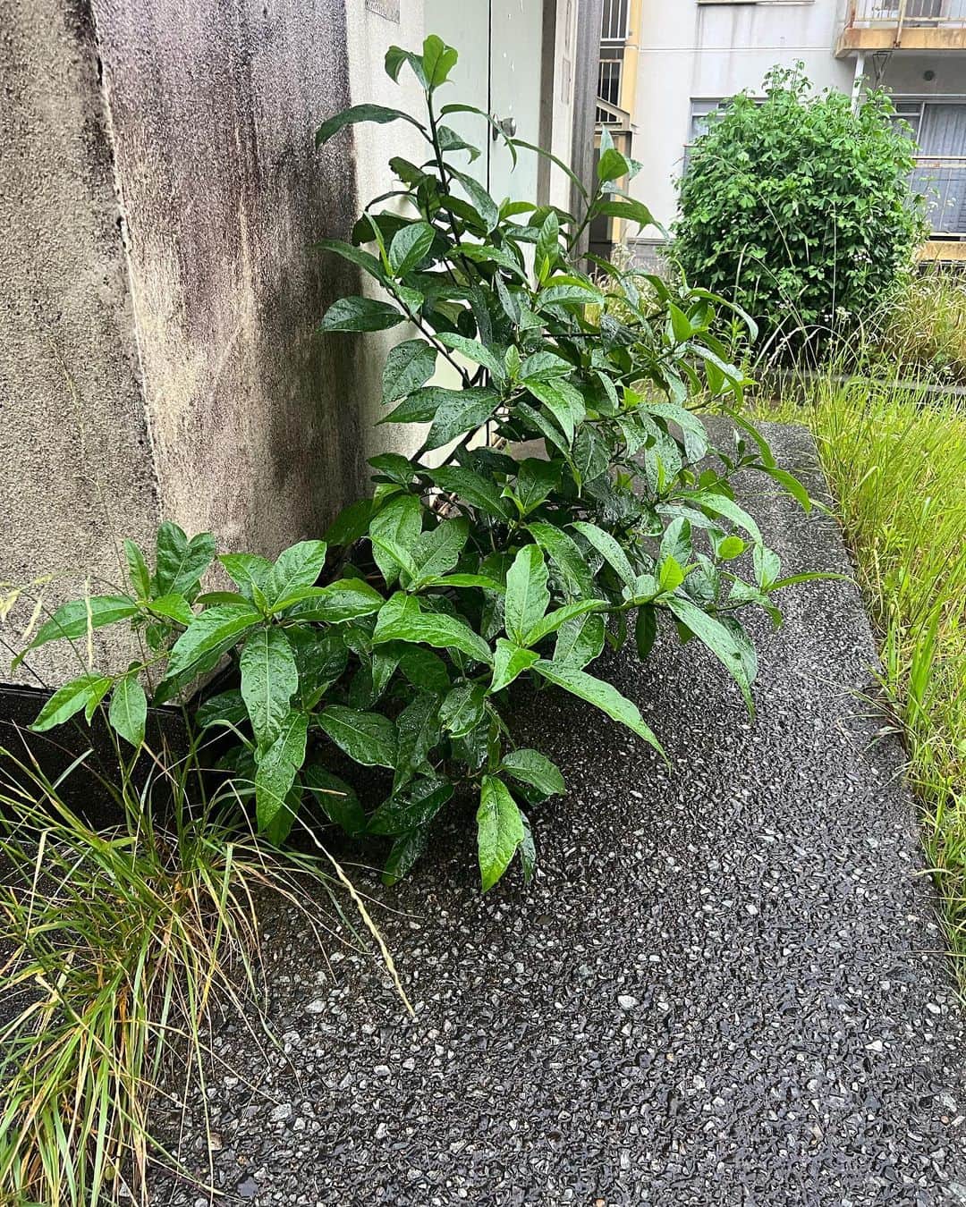 浅香圭（コラゾン）のインスタグラム：「四半世紀、凄いありえないくらいの世界観とすり替えと立場乱用。果実を食い尽くされ、何度も木を切られても‥やはり‥自然に根を張る自然は強い。そして、イイ感じにいい塩梅の職人も素敵。と感じた‥銀杏と枇杷。たくさんの子供達は‥☆♬」