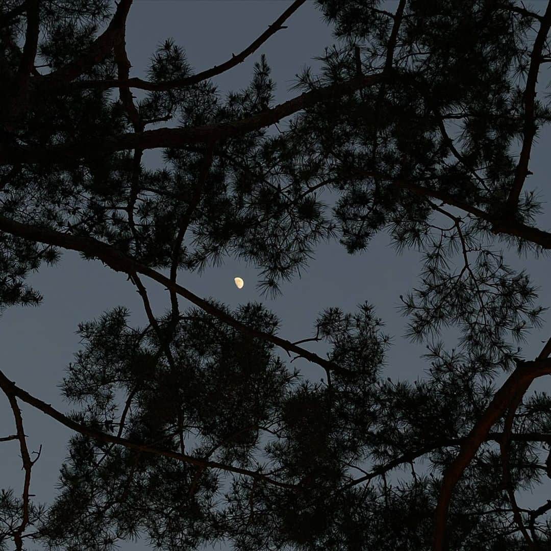 Baekのインスタグラム：「夕飯の後散歩道 松と月🌗 家の近くで、現代的な建物に囲まれているけど、一歩、宮に入ると白松など昔ながらの植物があったりコンクリートの道から土に変わったりとても昔にきているような不思議な気分になります💭」