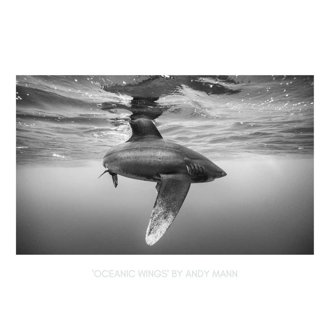Michael Yamashitaさんのインスタグラム写真 - (Michael YamashitaInstagram)「Support our Oceans! LAST CHANCE, PRINT STORE CLOSES TOMORROW NIGHT. Get your world-class photography prints starting at just $100 USD from www.100fortheOcean.com ALREADY PURCHASED A PRINT? USE CODE: OCEANZO for $20 off when you purchase 2 prints or more May 31st only HAVEN'T SUPPORTED YET?: USE CODE: OCEAN10 for $10 off when you purchase 2 prints or more May 31st only.  Prints by: Chase Teron @chase.teron  Andy Mann @andy_mann  Robert Irwin @robertirwinphotography  Mattias Klum @mattiasklumofficial  Ken Geiger @kengeiger  Steve McCurry @stevemccurryofficial  Jimmy Chin @jimmychin  Jodi Cobb @jodicobbphoto  Pete McBride @pedromcbride  Cath Simard @cathsimard   #ocean #supportouroceans」5月31日 6時38分 - yamashitaphoto
