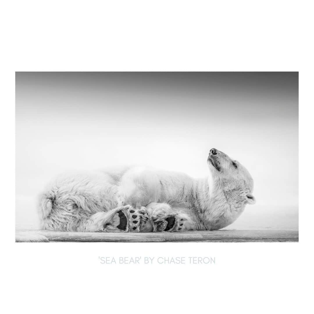 Michael Yamashitaのインスタグラム：「Support our Oceans! LAST CHANCE, PRINT STORE CLOSES TOMORROW NIGHT. Get your world-class photography prints starting at just $100 USD from www.100fortheOcean.com ALREADY PURCHASED A PRINT? USE CODE: OCEANZO for $20 off when you purchase 2 prints or more May 31st only HAVEN'T SUPPORTED YET?: USE CODE: OCEAN10 for $10 off when you purchase 2 prints or more May 31st only.  Prints by: Chase Teron @chase.teron  Andy Mann @andy_mann  Robert Irwin @robertirwinphotography  Mattias Klum @mattiasklumofficial  Ken Geiger @kengeiger  Steve McCurry @stevemccurryofficial  Jimmy Chin @jimmychin  Jodi Cobb @jodicobbphoto  Pete McBride @pedromcbride  Cath Simard @cathsimard   #ocean #supportouroceans」