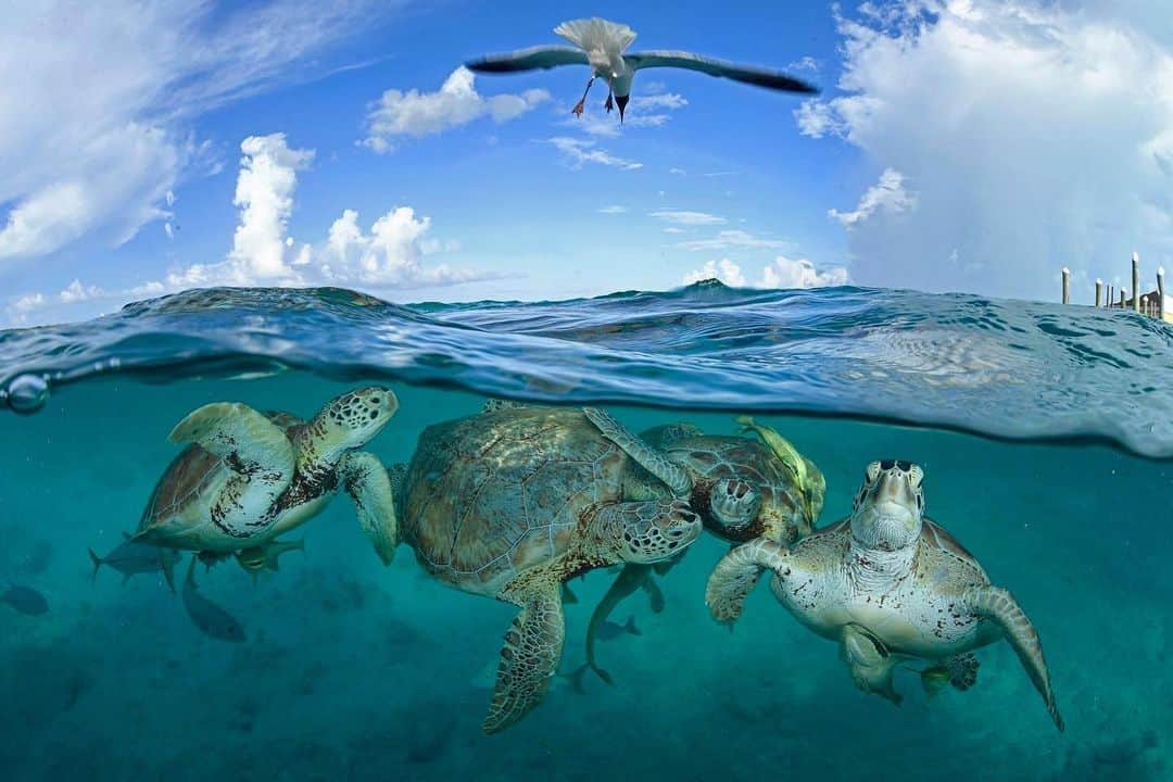 Thomas Peschakのインスタグラム：「During Christopher Columbus’ Caribbean voyage of 1494 green sea turtles were said to have been so numerous that his ships came close to running aground on them. Apparently, his crew could walk to shore on the backs of turtles without getting wet. Scientists estimate that the adult green turtle population of the prehistoric Caribbean amounted to more than 33 million. I found accurate present day estimates for the Caribbean hard to come by, but the entire global green turtle population is probably only around 2-3 million. Green turtles are still classified as Endangered, but are generally recovering well in the Atlantic. At locations like Little Farmer’s Cay in the Bahamas they can be encountered and observed with ease. Here a fledgling ecotourism project run by fishermen (some of who used to hunt turtles) uses shellfish scraps to attract and temporarily concentrate wild green turtles around the government dock. Lacking a time machine it is impossible for me to show you what a pristine Caribbean green turtle population actually looked like, but I hope that this image provides just a fraction of a glimpse of what bounty this sea once held. Shot on assignment for @NatGeo in partnership with @fonassociation Check out the full story in the October 2019 issue of @NatGeo magazine #seaturtles #turtle #underwater #diving #bahamas🌴」