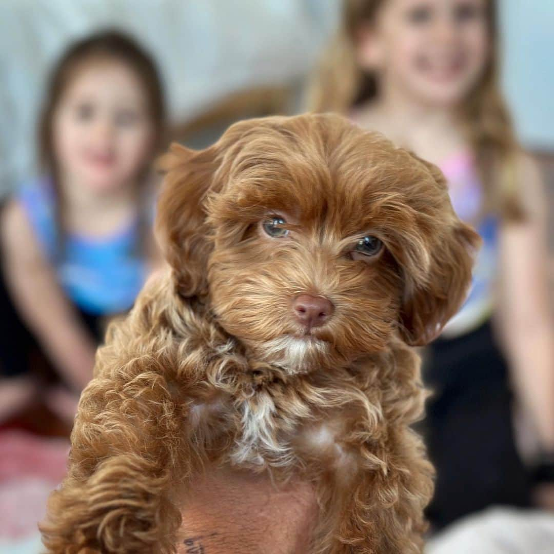 ケイシー・ネイスタットさんのインスタグラム写真 - (ケイシー・ネイスタットInstagram)「we got a dog」5月31日 7時57分 - caseyneistat