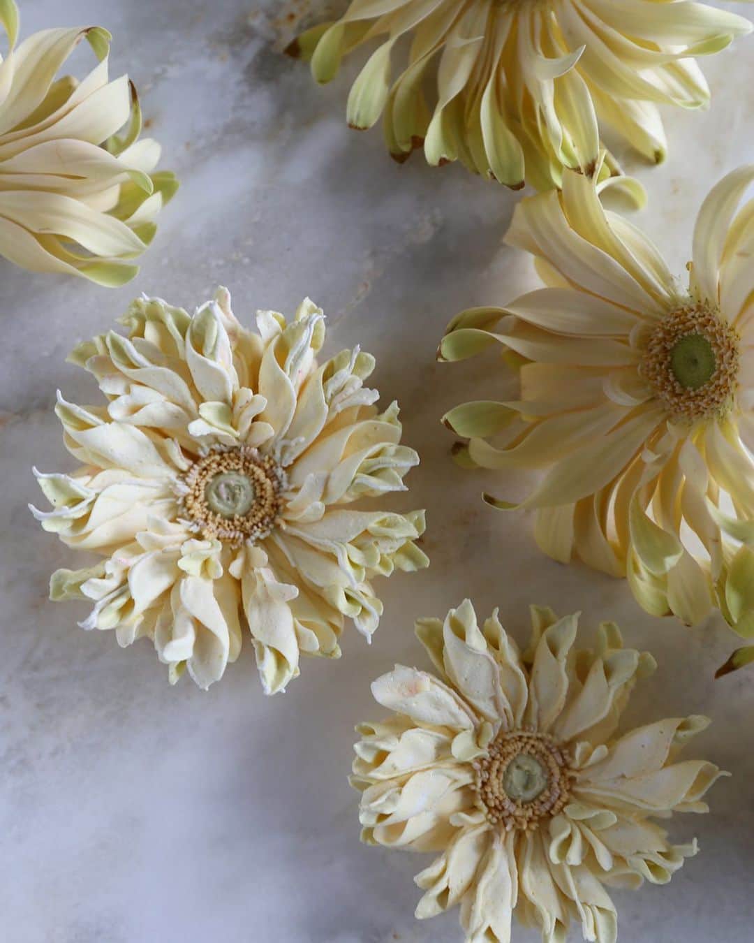 청담 수케이크 (atelier soo)のインスタグラム：「ㅡ pastagerbera piping Study  #flowercake #cake #pastagerbera #partycake」