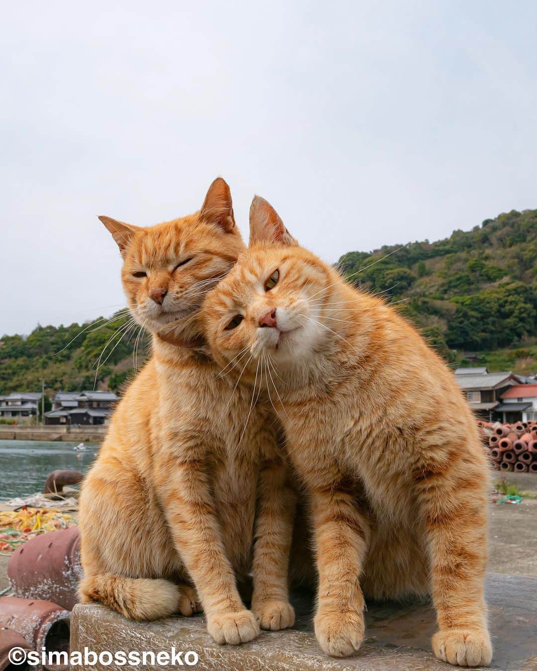 simabossnekoさんのインスタグラム写真 - (simabossnekoInstagram)「・ 島にゃんこ仲良しセレクション❣️ New Photobook "Island cats(Shima Nyanko)" is full of adorable moments✨ Swipeしてね←←🐾  写真は全て「島にゃんこ」より抜粋。 All photos are excerpted from "Island cats(Shima Nyanko)".  〜お知らせ〜 新作写真集「島にゃんこ」好評発売中❣️ @simabossneko と、ぺにゃんこ( @p_nyanco22 )との初共著🐾  日本の島々で7年間撮り続けてきた、島の猫さん達のとびっきりの表情やしぐさがいっぱい✨ 厳選したベストショットから初公開の作品まで、愛おしくて幸せな瞬間を集めました。  ★メルカリShopsとminneのsimabossneko's shopでは、サイン入り写真集を販売中🐾  お気に入りの一冊になれば嬉しく思います☺️  📘A5変形サイズ／88ページ 1,210円(税込) ワニブックス刊  販売各ショップへは @simabossneko もしくは @p_nyanco22 のプロフィールURLよりご覧いただけます。  もしくはminne、メルカリShops内にて "simabossneko's shop"と検索ください🔎 ・ ・ 【Notice】 NEW 3rd Photobook "Shima Nyanko (Island Cats)"  The book is co-authored by @simabossneko and @p_nyanco22  There are lots of wonderful photos of island cats✨  ◆The autographed books are available now at “minne simabossneko's shop“.   〜Description of the work〜 The cute cats that we have been shooting for 7 years in the islands of Japan.  From the carefully selected best shots to the first public photo, we have collected lovely and happy gestures. Kissing, cuddling, rubbing, synchronizing, playing, licking... The cats will heal you!  Please make a purchasing for this opportunity 😸🐾 The product page can be seen from the URL in the profile of @simabossneko or @p_nyanco22   ★Amazon Japan https://www.amazon.co.jp/dp/4847072863  ★simabossneko's shop URL https://minne.com/＠simabossneko  It is possible to purchase and ship from Taiwan, Hong Kong, the USA, Korea, etc. ※ Shipping fee will be charged separately.  📘A5 variant size / 88 pages 1,210 JPY Published by Wanibooks ・ ・ #しまねこ #島猫 #ねこ #にゃんすたぐらむ #猫写真 #cats_of_world #catloversclub #pleasantcats #catstagram #meowed #ig_japan #lumixg9」5月31日 8時30分 - simabossneko
