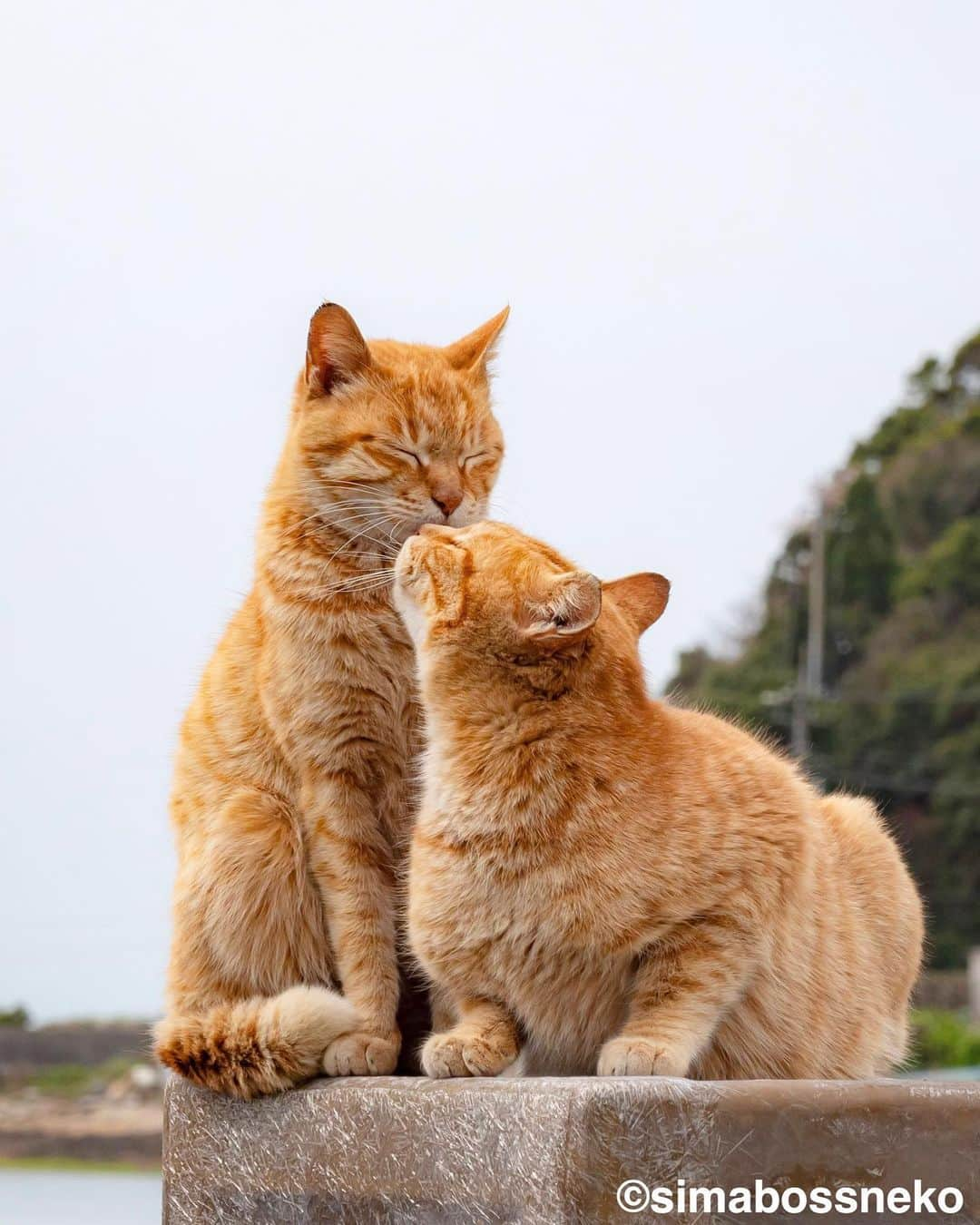 simabossnekoさんのインスタグラム写真 - (simabossnekoInstagram)「・ 島にゃんこ仲良しセレクション❣️ New Photobook "Island cats(Shima Nyanko)" is full of adorable moments✨ Swipeしてね←←🐾  写真は全て「島にゃんこ」より抜粋。 All photos are excerpted from "Island cats(Shima Nyanko)".  〜お知らせ〜 新作写真集「島にゃんこ」好評発売中❣️ @simabossneko と、ぺにゃんこ( @p_nyanco22 )との初共著🐾  日本の島々で7年間撮り続けてきた、島の猫さん達のとびっきりの表情やしぐさがいっぱい✨ 厳選したベストショットから初公開の作品まで、愛おしくて幸せな瞬間を集めました。  ★メルカリShopsとminneのsimabossneko's shopでは、サイン入り写真集を販売中🐾  お気に入りの一冊になれば嬉しく思います☺️  📘A5変形サイズ／88ページ 1,210円(税込) ワニブックス刊  販売各ショップへは @simabossneko もしくは @p_nyanco22 のプロフィールURLよりご覧いただけます。  もしくはminne、メルカリShops内にて "simabossneko's shop"と検索ください🔎 ・ ・ 【Notice】 NEW 3rd Photobook "Shima Nyanko (Island Cats)"  The book is co-authored by @simabossneko and @p_nyanco22  There are lots of wonderful photos of island cats✨  ◆The autographed books are available now at “minne simabossneko's shop“.   〜Description of the work〜 The cute cats that we have been shooting for 7 years in the islands of Japan.  From the carefully selected best shots to the first public photo, we have collected lovely and happy gestures. Kissing, cuddling, rubbing, synchronizing, playing, licking... The cats will heal you!  Please make a purchasing for this opportunity 😸🐾 The product page can be seen from the URL in the profile of @simabossneko or @p_nyanco22   ★Amazon Japan https://www.amazon.co.jp/dp/4847072863  ★simabossneko's shop URL https://minne.com/＠simabossneko  It is possible to purchase and ship from Taiwan, Hong Kong, the USA, Korea, etc. ※ Shipping fee will be charged separately.  📘A5 variant size / 88 pages 1,210 JPY Published by Wanibooks ・ ・ #しまねこ #島猫 #ねこ #にゃんすたぐらむ #猫写真 #cats_of_world #catloversclub #pleasantcats #catstagram #meowed #ig_japan #lumixg9」5月31日 8時30分 - simabossneko