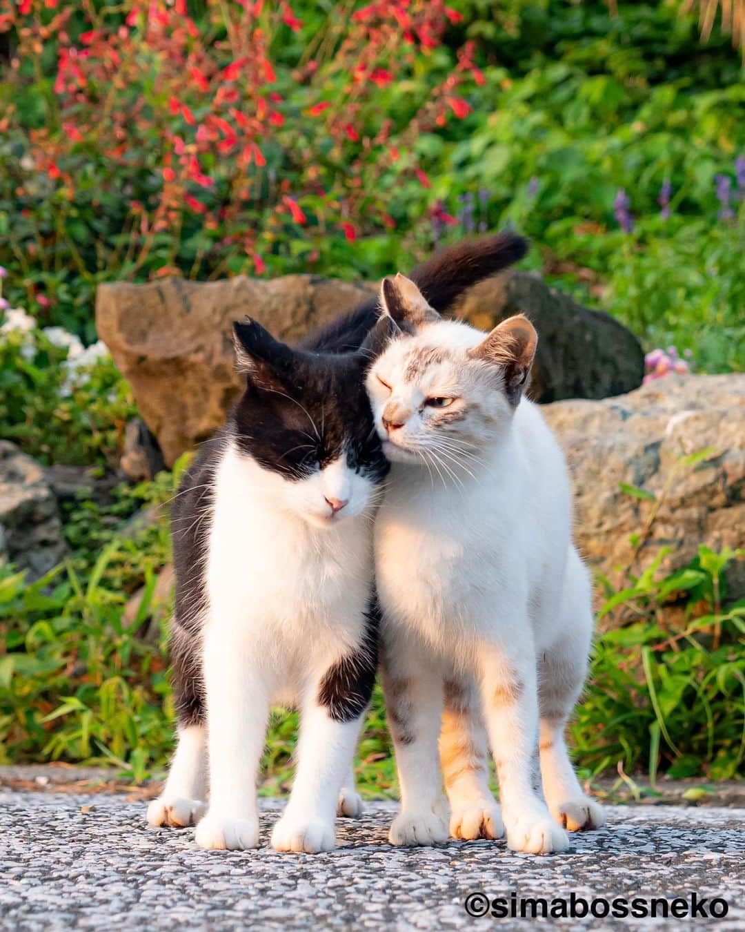 simabossnekoさんのインスタグラム写真 - (simabossnekoInstagram)「・ 島にゃんこ仲良しセレクション❣️ New Photobook "Island cats(Shima Nyanko)" is full of adorable moments✨ Swipeしてね←←🐾  写真は全て「島にゃんこ」より抜粋。 All photos are excerpted from "Island cats(Shima Nyanko)".  〜お知らせ〜 新作写真集「島にゃんこ」好評発売中❣️ @simabossneko と、ぺにゃんこ( @p_nyanco22 )との初共著🐾  日本の島々で7年間撮り続けてきた、島の猫さん達のとびっきりの表情やしぐさがいっぱい✨ 厳選したベストショットから初公開の作品まで、愛おしくて幸せな瞬間を集めました。  ★メルカリShopsとminneのsimabossneko's shopでは、サイン入り写真集を販売中🐾  お気に入りの一冊になれば嬉しく思います☺️  📘A5変形サイズ／88ページ 1,210円(税込) ワニブックス刊  販売各ショップへは @simabossneko もしくは @p_nyanco22 のプロフィールURLよりご覧いただけます。  もしくはminne、メルカリShops内にて "simabossneko's shop"と検索ください🔎 ・ ・ 【Notice】 NEW 3rd Photobook "Shima Nyanko (Island Cats)"  The book is co-authored by @simabossneko and @p_nyanco22  There are lots of wonderful photos of island cats✨  ◆The autographed books are available now at “minne simabossneko's shop“.   〜Description of the work〜 The cute cats that we have been shooting for 7 years in the islands of Japan.  From the carefully selected best shots to the first public photo, we have collected lovely and happy gestures. Kissing, cuddling, rubbing, synchronizing, playing, licking... The cats will heal you!  Please make a purchasing for this opportunity 😸🐾 The product page can be seen from the URL in the profile of @simabossneko or @p_nyanco22   ★Amazon Japan https://www.amazon.co.jp/dp/4847072863  ★simabossneko's shop URL https://minne.com/＠simabossneko  It is possible to purchase and ship from Taiwan, Hong Kong, the USA, Korea, etc. ※ Shipping fee will be charged separately.  📘A5 variant size / 88 pages 1,210 JPY Published by Wanibooks ・ ・ #しまねこ #島猫 #ねこ #にゃんすたぐらむ #猫写真 #cats_of_world #catloversclub #pleasantcats #catstagram #meowed #ig_japan #lumixg9」5月31日 8時30分 - simabossneko