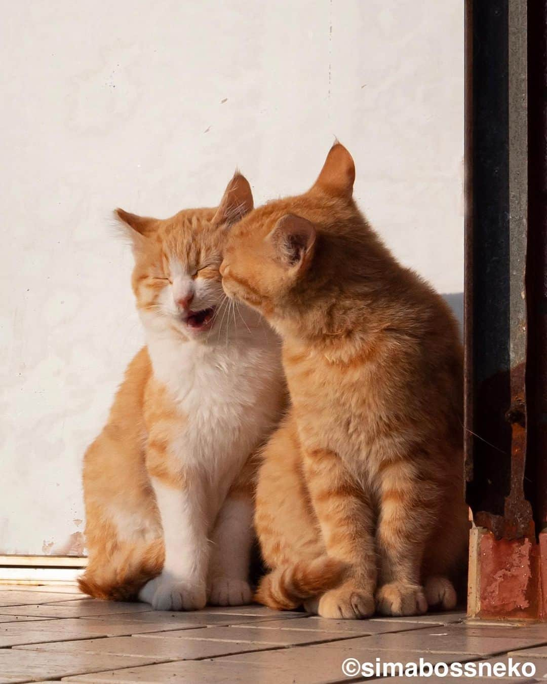 simabossnekoさんのインスタグラム写真 - (simabossnekoInstagram)「・ 島にゃんこ仲良しセレクション❣️ New Photobook "Island cats(Shima Nyanko)" is full of adorable moments✨ Swipeしてね←←🐾  写真は全て「島にゃんこ」より抜粋。 All photos are excerpted from "Island cats(Shima Nyanko)".  〜お知らせ〜 新作写真集「島にゃんこ」好評発売中❣️ @simabossneko と、ぺにゃんこ( @p_nyanco22 )との初共著🐾  日本の島々で7年間撮り続けてきた、島の猫さん達のとびっきりの表情やしぐさがいっぱい✨ 厳選したベストショットから初公開の作品まで、愛おしくて幸せな瞬間を集めました。  ★メルカリShopsとminneのsimabossneko's shopでは、サイン入り写真集を販売中🐾  お気に入りの一冊になれば嬉しく思います☺️  📘A5変形サイズ／88ページ 1,210円(税込) ワニブックス刊  販売各ショップへは @simabossneko もしくは @p_nyanco22 のプロフィールURLよりご覧いただけます。  もしくはminne、メルカリShops内にて "simabossneko's shop"と検索ください🔎 ・ ・ 【Notice】 NEW 3rd Photobook "Shima Nyanko (Island Cats)"  The book is co-authored by @simabossneko and @p_nyanco22  There are lots of wonderful photos of island cats✨  ◆The autographed books are available now at “minne simabossneko's shop“.   〜Description of the work〜 The cute cats that we have been shooting for 7 years in the islands of Japan.  From the carefully selected best shots to the first public photo, we have collected lovely and happy gestures. Kissing, cuddling, rubbing, synchronizing, playing, licking... The cats will heal you!  Please make a purchasing for this opportunity 😸🐾 The product page can be seen from the URL in the profile of @simabossneko or @p_nyanco22   ★Amazon Japan https://www.amazon.co.jp/dp/4847072863  ★simabossneko's shop URL https://minne.com/＠simabossneko  It is possible to purchase and ship from Taiwan, Hong Kong, the USA, Korea, etc. ※ Shipping fee will be charged separately.  📘A5 variant size / 88 pages 1,210 JPY Published by Wanibooks ・ ・ #しまねこ #島猫 #ねこ #にゃんすたぐらむ #猫写真 #cats_of_world #catloversclub #pleasantcats #catstagram #meowed #ig_japan #lumixg9」5月31日 8時30分 - simabossneko