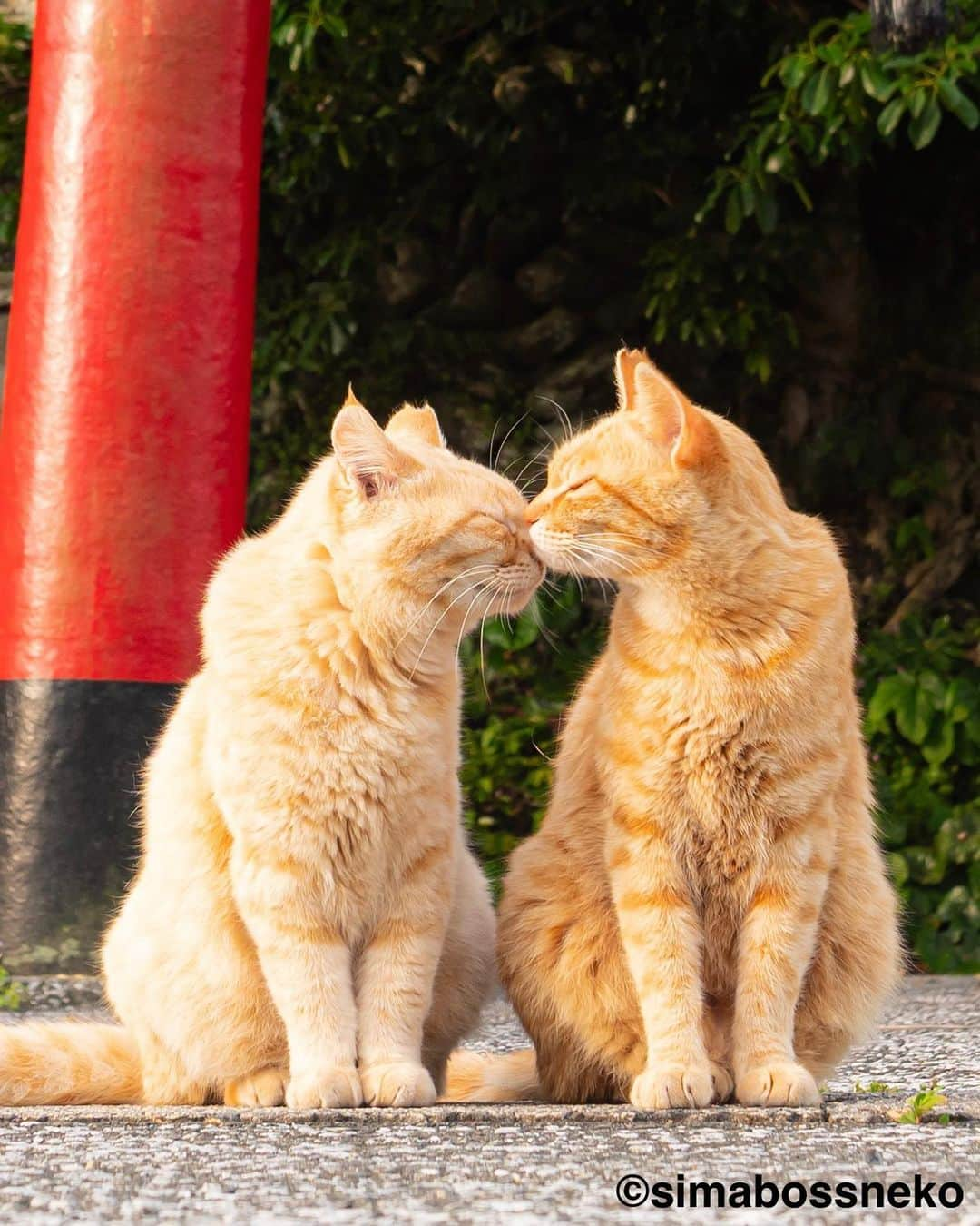 simabossnekoさんのインスタグラム写真 - (simabossnekoInstagram)「・ 島にゃんこ仲良しセレクション❣️ New Photobook "Island cats(Shima Nyanko)" is full of adorable moments✨ Swipeしてね←←🐾  写真は全て「島にゃんこ」より抜粋。 All photos are excerpted from "Island cats(Shima Nyanko)".  〜お知らせ〜 新作写真集「島にゃんこ」好評発売中❣️ @simabossneko と、ぺにゃんこ( @p_nyanco22 )との初共著🐾  日本の島々で7年間撮り続けてきた、島の猫さん達のとびっきりの表情やしぐさがいっぱい✨ 厳選したベストショットから初公開の作品まで、愛おしくて幸せな瞬間を集めました。  ★メルカリShopsとminneのsimabossneko's shopでは、サイン入り写真集を販売中🐾  お気に入りの一冊になれば嬉しく思います☺️  📘A5変形サイズ／88ページ 1,210円(税込) ワニブックス刊  販売各ショップへは @simabossneko もしくは @p_nyanco22 のプロフィールURLよりご覧いただけます。  もしくはminne、メルカリShops内にて "simabossneko's shop"と検索ください🔎 ・ ・ 【Notice】 NEW 3rd Photobook "Shima Nyanko (Island Cats)"  The book is co-authored by @simabossneko and @p_nyanco22  There are lots of wonderful photos of island cats✨  ◆The autographed books are available now at “minne simabossneko's shop“.   〜Description of the work〜 The cute cats that we have been shooting for 7 years in the islands of Japan.  From the carefully selected best shots to the first public photo, we have collected lovely and happy gestures. Kissing, cuddling, rubbing, synchronizing, playing, licking... The cats will heal you!  Please make a purchasing for this opportunity 😸🐾 The product page can be seen from the URL in the profile of @simabossneko or @p_nyanco22   ★Amazon Japan https://www.amazon.co.jp/dp/4847072863  ★simabossneko's shop URL https://minne.com/＠simabossneko  It is possible to purchase and ship from Taiwan, Hong Kong, the USA, Korea, etc. ※ Shipping fee will be charged separately.  📘A5 variant size / 88 pages 1,210 JPY Published by Wanibooks ・ ・ #しまねこ #島猫 #ねこ #にゃんすたぐらむ #猫写真 #cats_of_world #catloversclub #pleasantcats #catstagram #meowed #ig_japan #lumixg9」5月31日 8時30分 - simabossneko