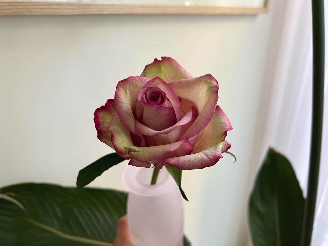 伊藤寧々のインスタグラム：「ㅤㅤㅤㅤㅤㅤㅤㅤㅤㅤㅤㅤㅤ 今日も良き1日に😊💐 #おはよう☀」