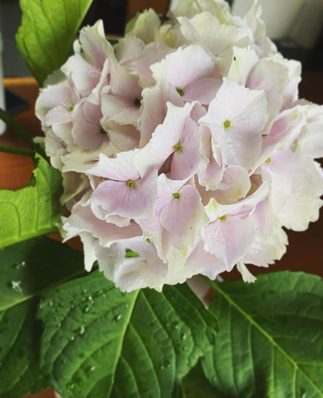 高岡早紀 さんのインスタグラム写真 - (高岡早紀 Instagram)「おはよう。 梅雨の季節になりましたね。 今朝は、庭に咲いた紫陽花を一輪、リビングに飾りました。」5月31日 8時46分 - saki_takaoka