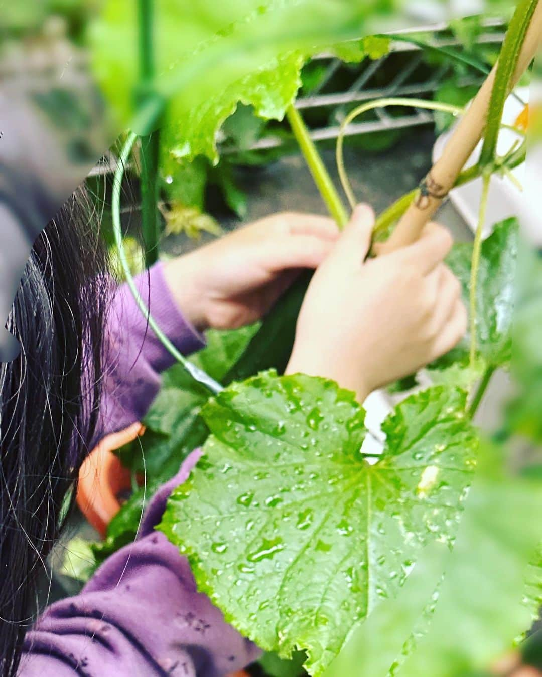 飯田圭織さんのインスタグラム写真 - (飯田圭織Instagram)「おはようございます♪ 今朝、こんなに大きなきゅうりを収穫しました。 まだ薄暗い中わくわくした娘が収穫してくれ、早速採れたてを朝食にいただきました。 5歳の娘から 「みずみずしーーぃ🤍」 と素晴らしい表現が出てしまう程 採れたてきゅうりは美味しく味を足さなくてもあっという間に完食でした。 この先のお野菜の成長も楽しみだね🤍 #家庭菜園  #野菜栽培  #朝採れ野菜  #きゅうり 第1号 #野菜が美味しい  #娘の仕事」5月31日 8時50分 - iidakaori.official