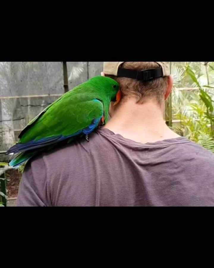 デビッド・ポーコックのインスタグラム：「Growing up I was obsessed with Meyer's parrots - the only parrot around where we farmed in 🇿🇼. Moving to 🇦🇺 I was 🤯😍 with the number of incredible parrots here!  Today is #WorldParrotDay.  What's your favourite parrot?  🇦🇺 is home to 1/6 of the world's parrot species. We have dozens of "true parrots", as well as cockatoos.  Almost all of them need old tree hollows (100 years) to nest in. Habitat loss has meant many of these species are under pressure - some endangered, others critically endangered.」