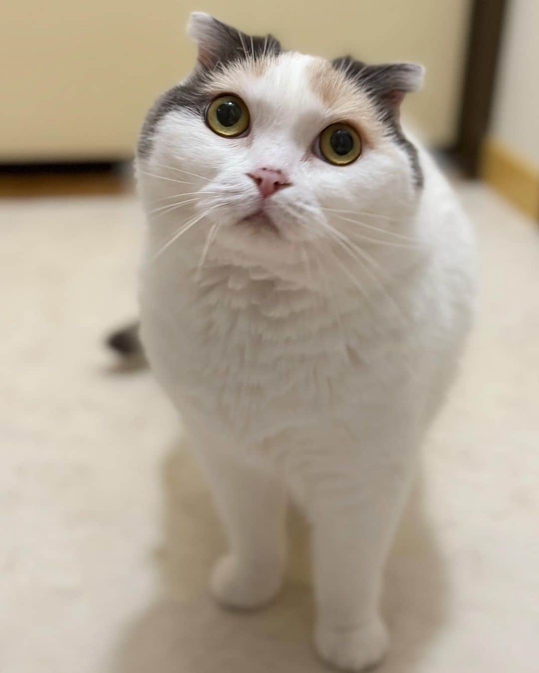 のインスタグラム：「あの下痢は にゃんだったのか？！の  お顔  むーたん 昨日 普通の💩に戻っていました☺️  下痢しちゃった前夜 自分のごはん 以外のごはん （みーちゃん用ごはん と あんこちゃん用ごはん）を つまみ食いしちゃったので （いや 結構ガッツリ食べでた😅） フードの変化で お腹にきたのかなぁ？なんて😅 （むぎは こだわり強い女で 自分の以外は食べない子で😅）  💩戻ってよかったけど そろそろ 健康診断以外の ニャンドック（フルコース） 必要かもねぇ🤔  ご心配おかけしました🙏💦  🐱むぎ #スコティッシュフォールド #scottishfold  #ねこすたぐらむ  #catsofinstagram」