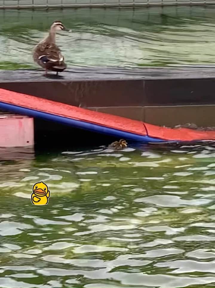 鈴木桃子のインスタグラム：「またこの子たちに癒される季節がやって来ました🦆🐥🐥🐥🐥💕  今年のbabiesは何羽いるんだろ？ カラダがちっちゃ過ぎて池が巨大に見える🥹  つい心の中でガンバレ〜！って応援しちゃいますw  Have a happy day🌼」