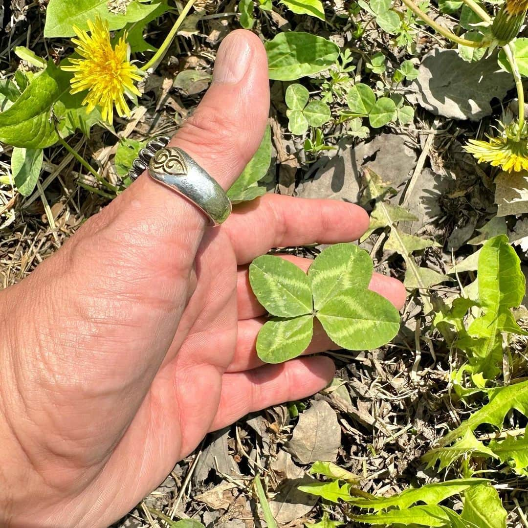 宇梶剛士のインスタグラム：「二風谷の風に揺られて🍀が笑ってた。 からっと気持ちの良〜い青空が広がる北海道で、1日オフがあったので白老にいる母親に電話を入れてみたら、いくつかの予想うちの１つではあったけれどやはり「アレ食べに行こう」ときたもんだ。なので苫小牧から白老に行ったのに、また苫小牧に出かけて🍧食べて、また母親を白老に送ってからまたまた苫小牧に戻った。行っては戻りまた行き戻りのこの夜は嬉しい再会もあったのでした。 キングダムの中国での撮影の日々で、うんと仲良くなったアクション兄貴たちとお食事会♪♪♪懐かしい話し今の話しにこれからのことをとめどなく話し笑いうなずき楽しかったなぁ♪翌日は、二風谷で撮影を終えてから、永遠ノ矢で登場人物たちが集うプレハブのモデルにさせてもらった貝澤雪子さんの作業部屋で愛情と美味しさたっぷりのご馳走をいただき、翌日お別れの時に山わさび(ホースラディッシュとも)をお土産にもらって、ドライブインで昼食をとってから札幌に走った(車でね🤗)  翌日、北海道の締めは札幌に行けば寄らせてもらわないことは無いっ❗️とリキんでしまう駅近地下街にある、カリーハウスコロンボで、いつものカツカレーではなくエビフライカレー♪もちろんおかわりルーでじゃぶじゃぶいただいてきた😋  🛫東京🛬に戻り帰宅するやいなや「間に合うぞ♪」と荷物を玄関に放り込み国立の公園に走った(車でさ♪)。待ちに待ってはいたけれども、今回はスケジュール的に観られるかな〜と身悶えていた劇団 楽市楽座の野外劇を観ながら、疲れた身体の中で細胞たちがちみちみと癒されているのを感じていた。楽しくて時々ドキリともさせられる言葉と歌と踊りと演奏の楽しい舞台でありました🍀  #パフェ #苫小牧キーウエスト #四つ葉 #キングダム #二風谷 #山わさび #ホースラディッシュ #カレーライス #札幌カリーハウスコロンボ #劇団楽市楽座」